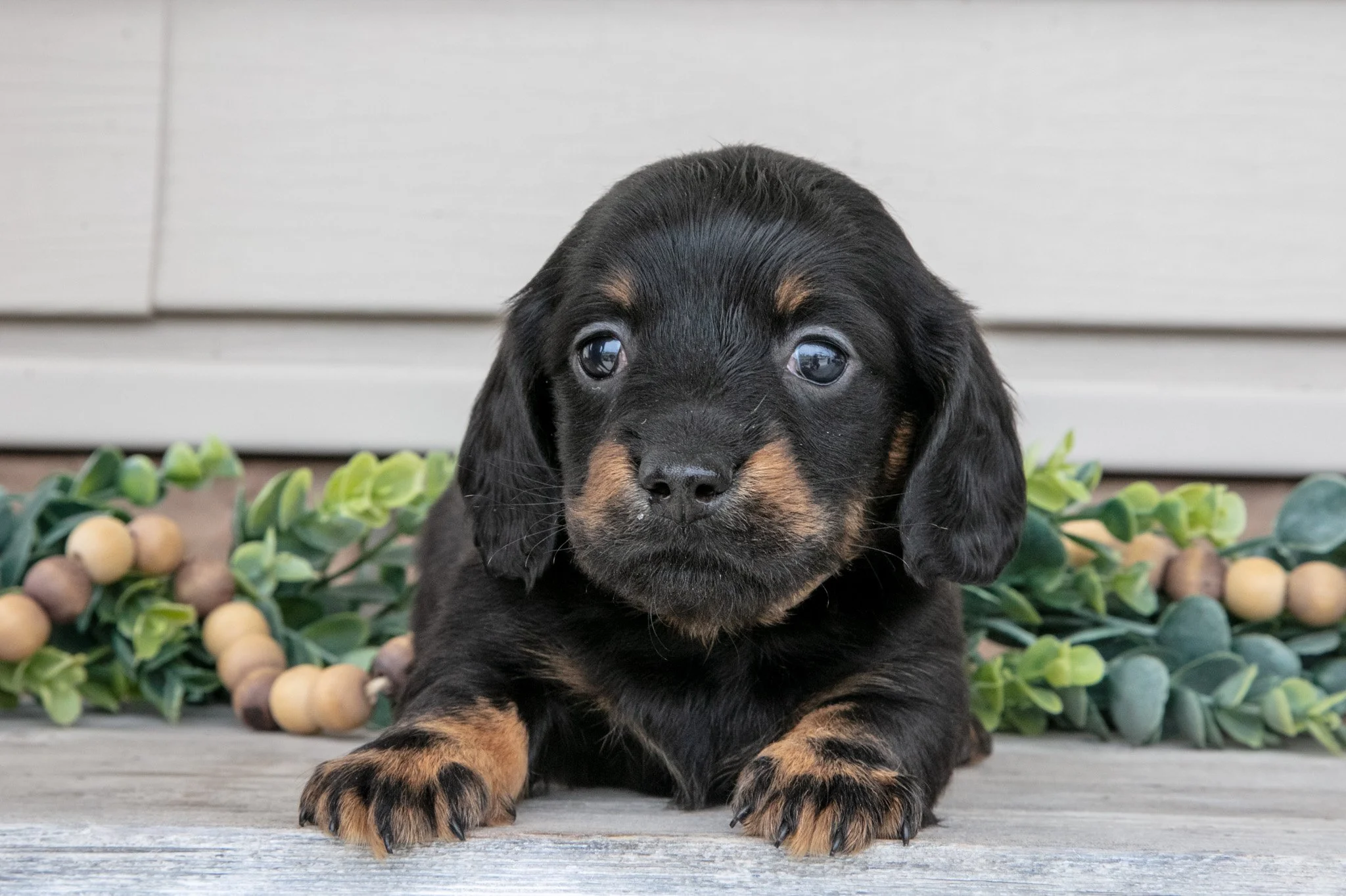 Ralphie - Sold
