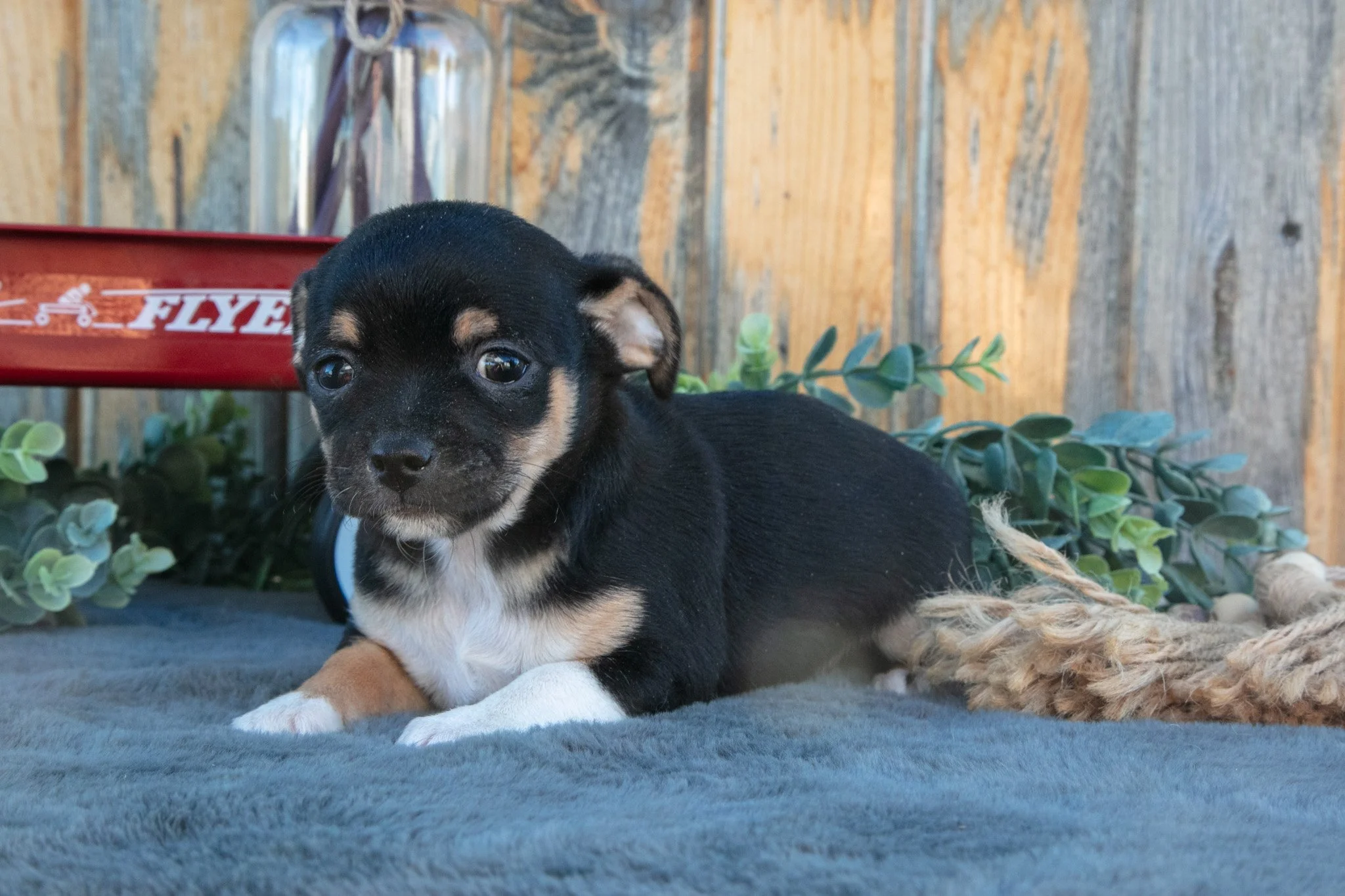Hector - $750