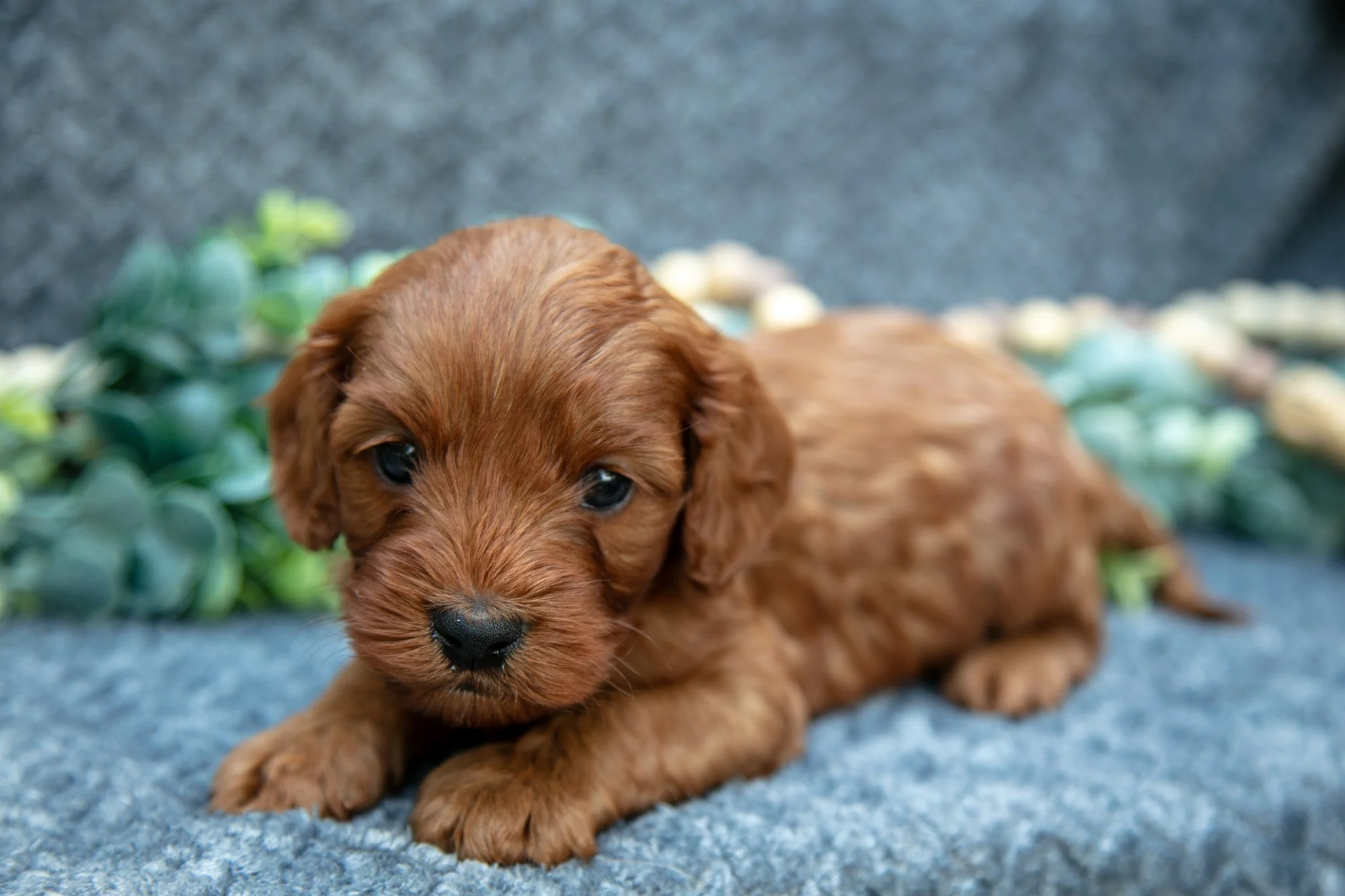 Ollie - $695