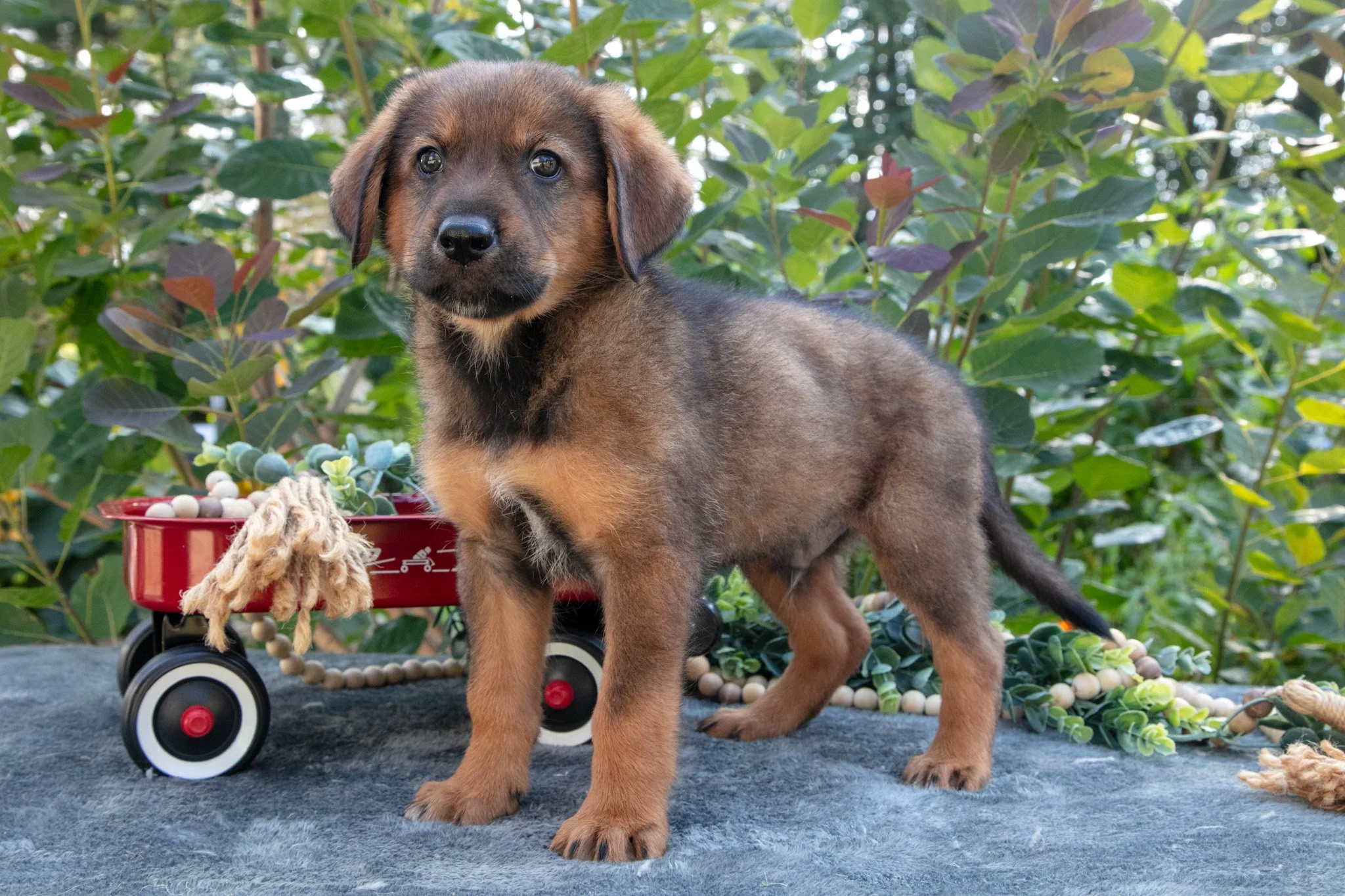 Carl - $650
