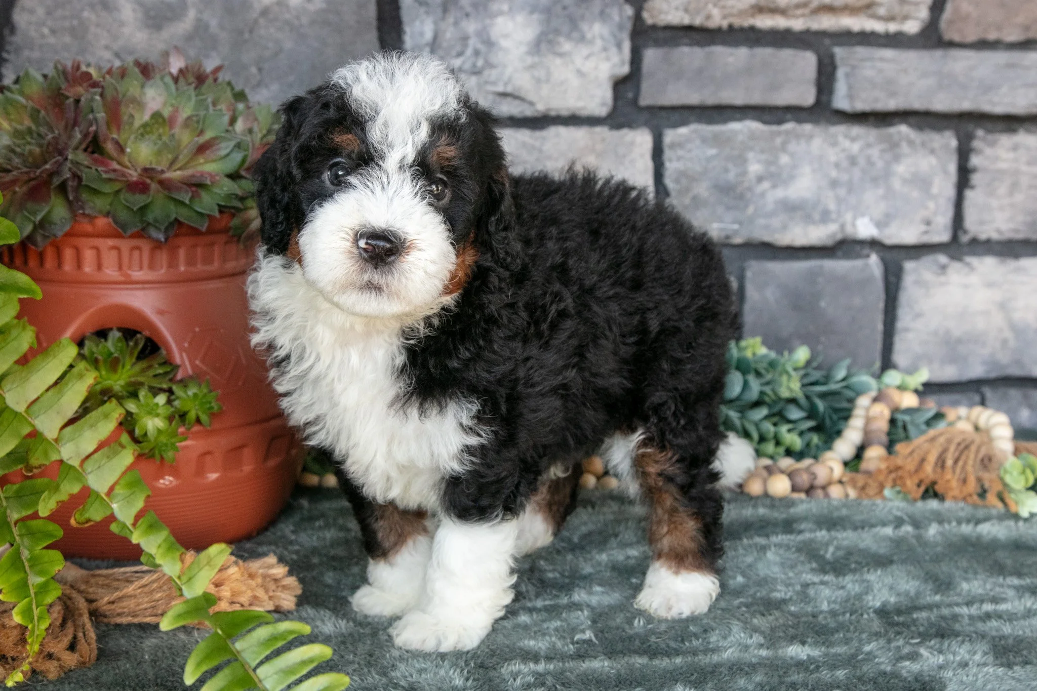 Freddy - $1,300