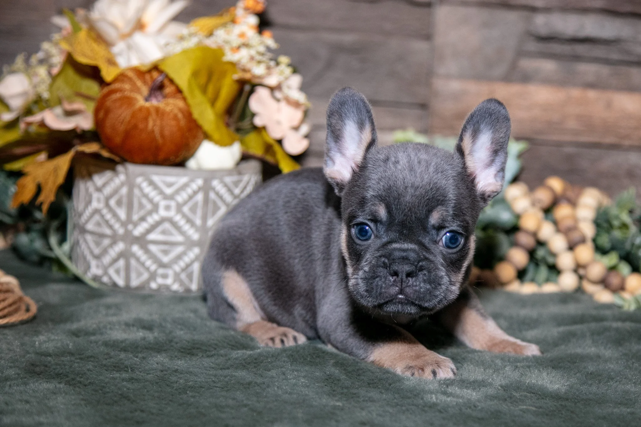 Brutus - $1,600
