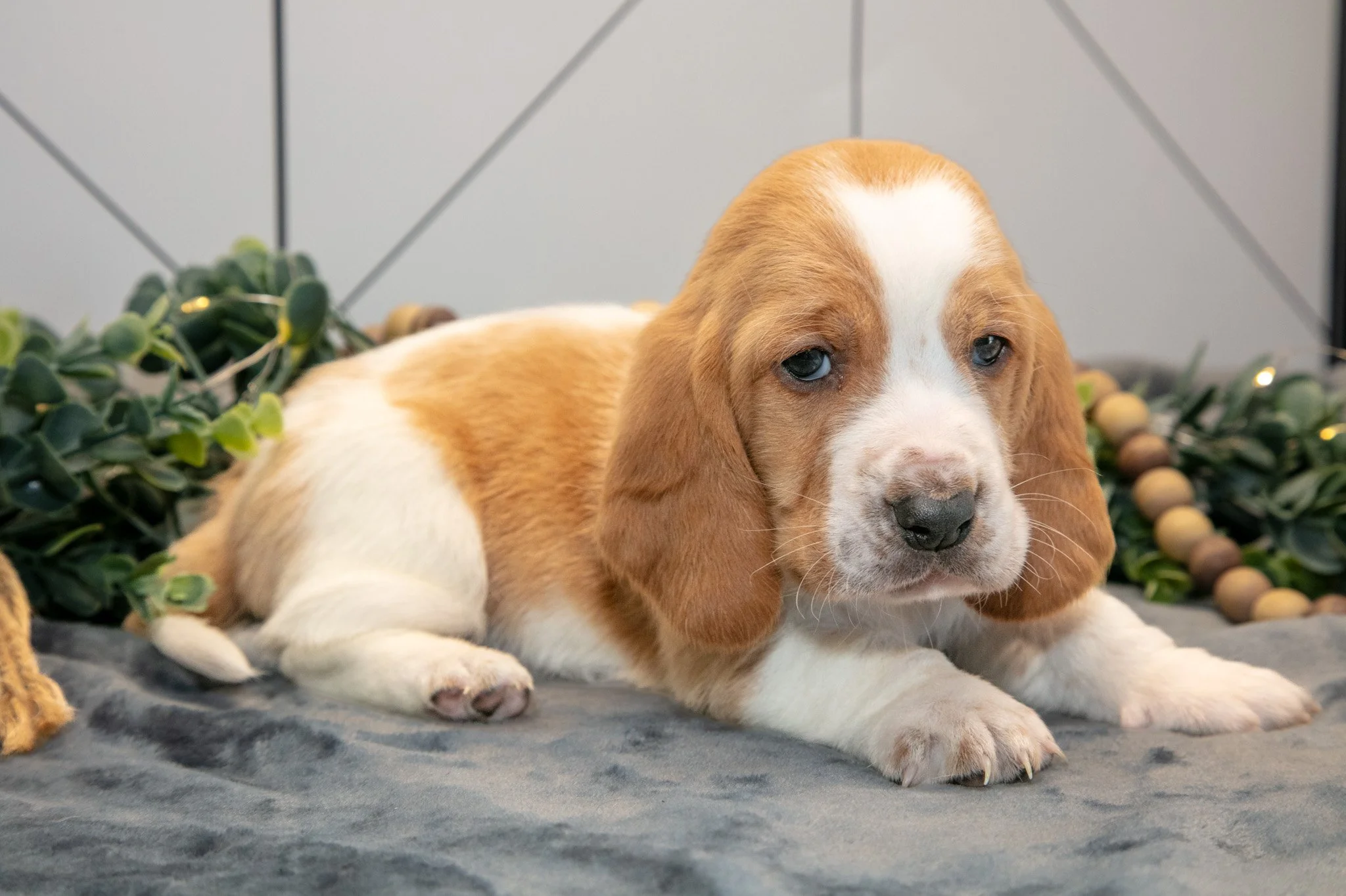 Gus - $1,200
