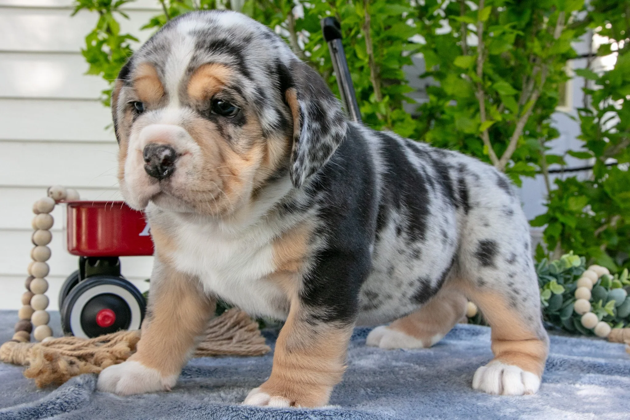 Josie - $1,500