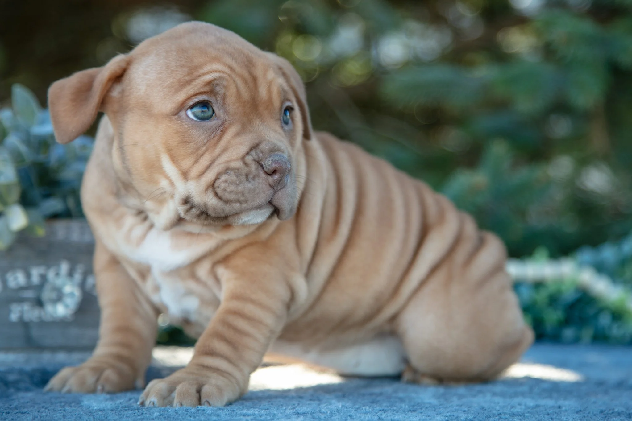 Evie - $1,000