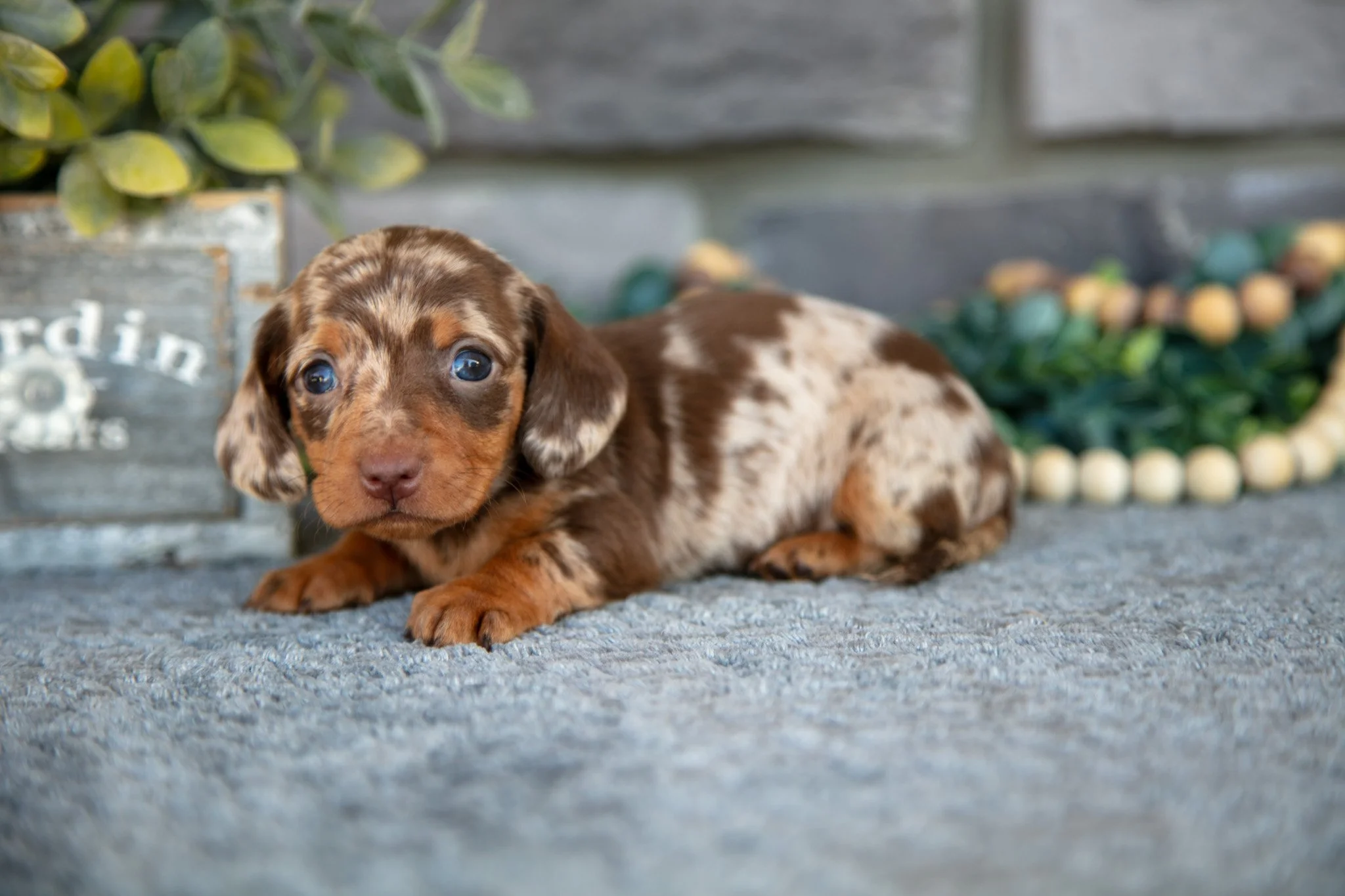 Trixie - $2,000