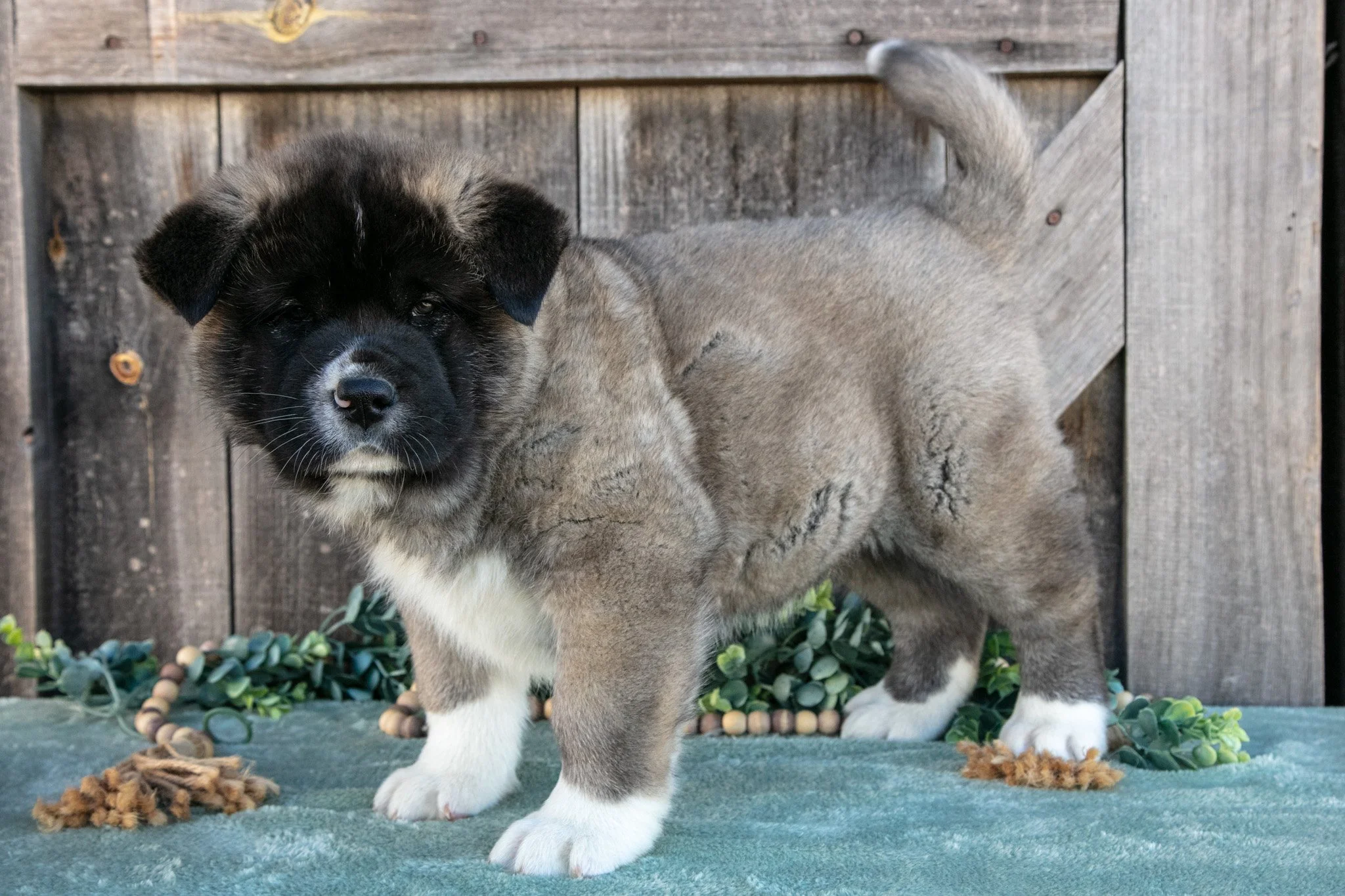 Sarge - $900