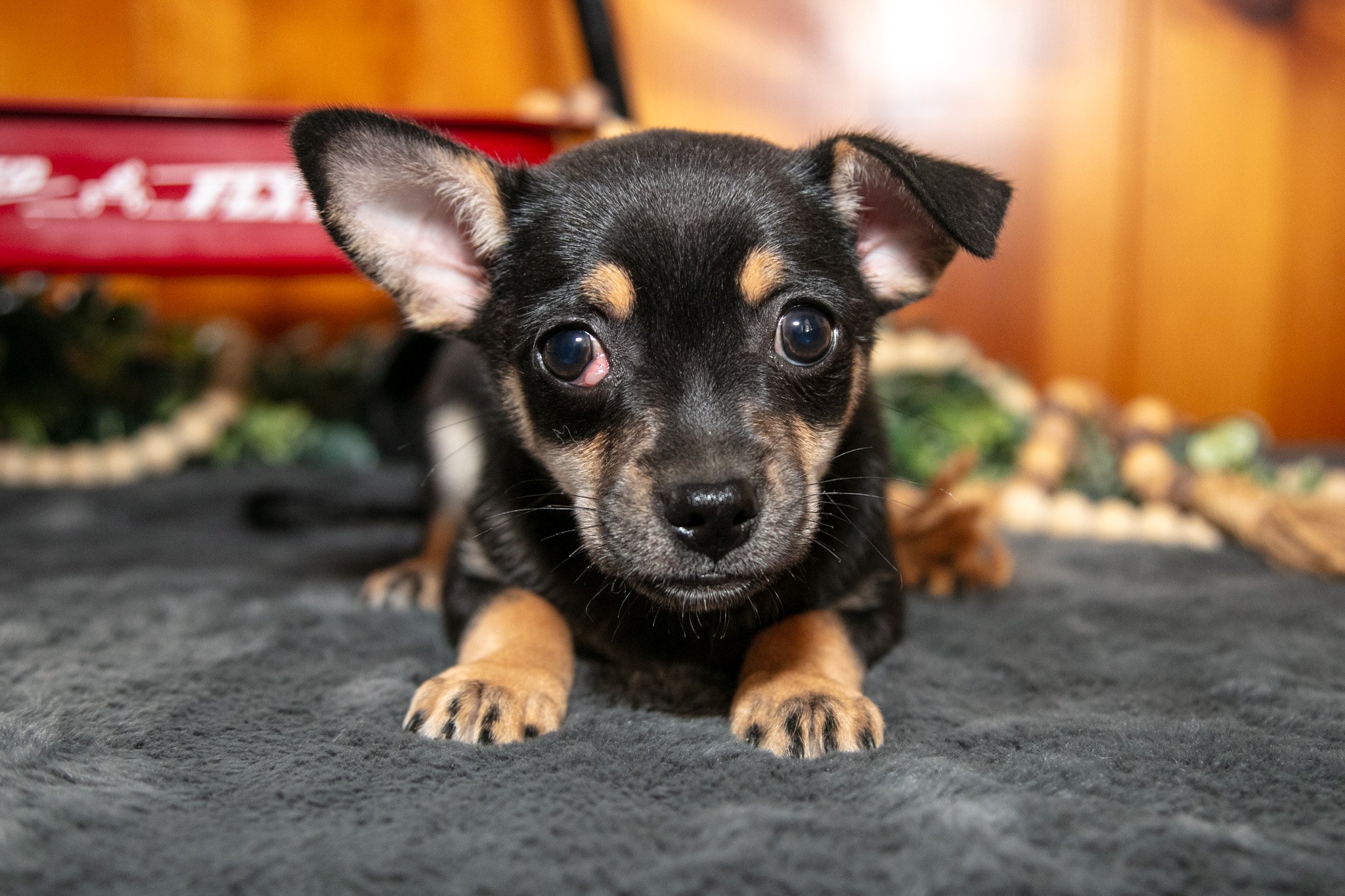 Arnie - $550