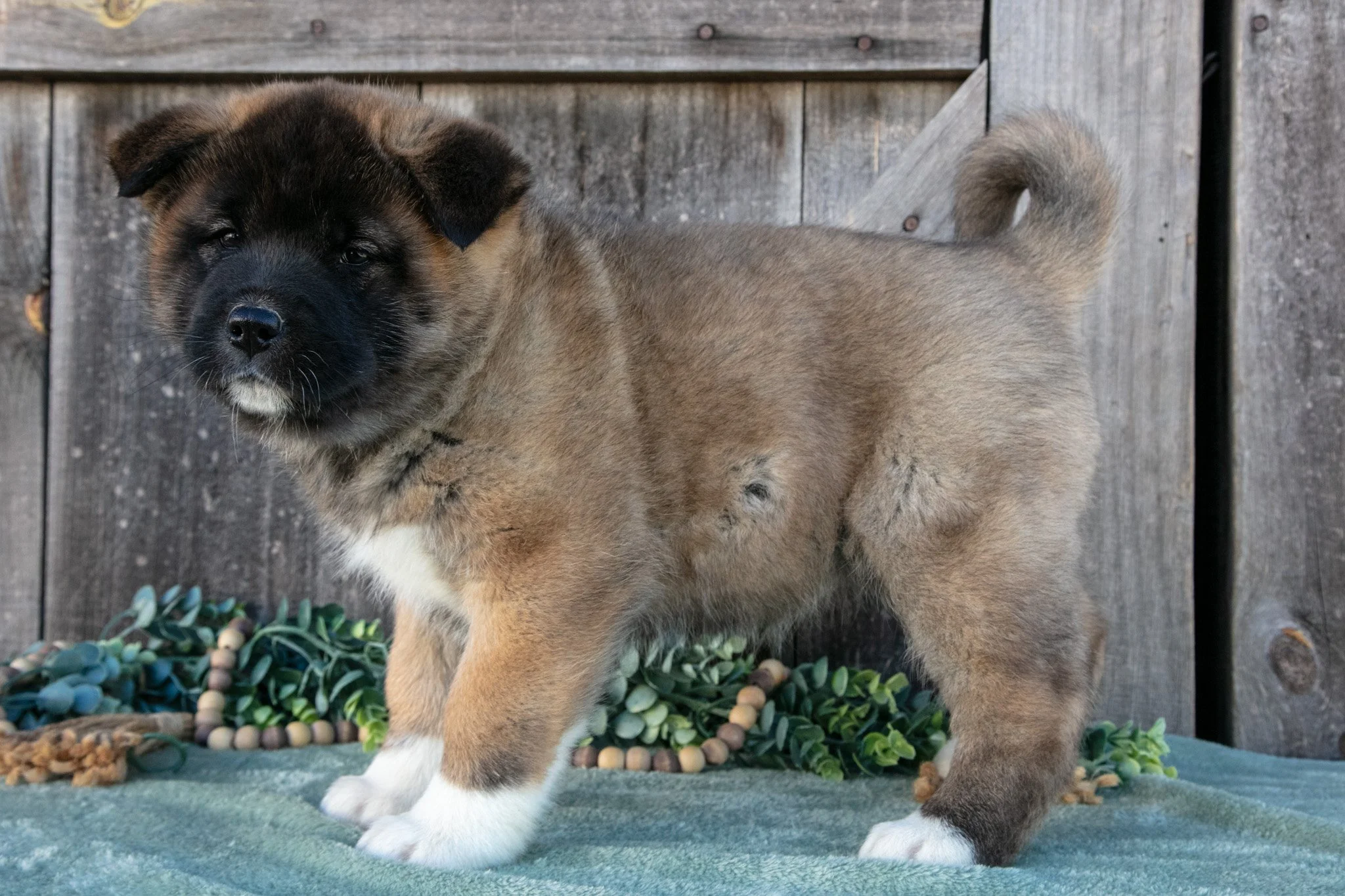 Sadie - $900