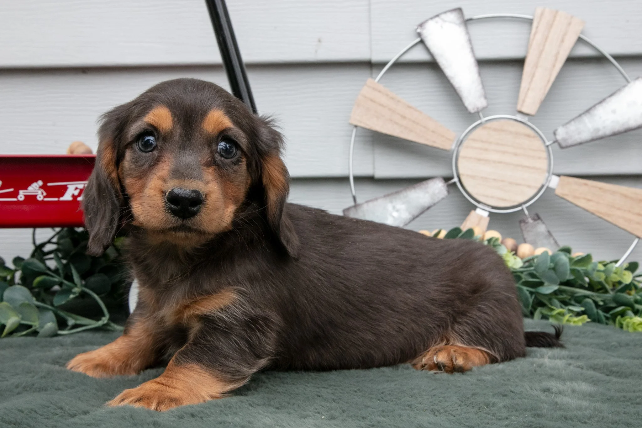 Cody - $1,400