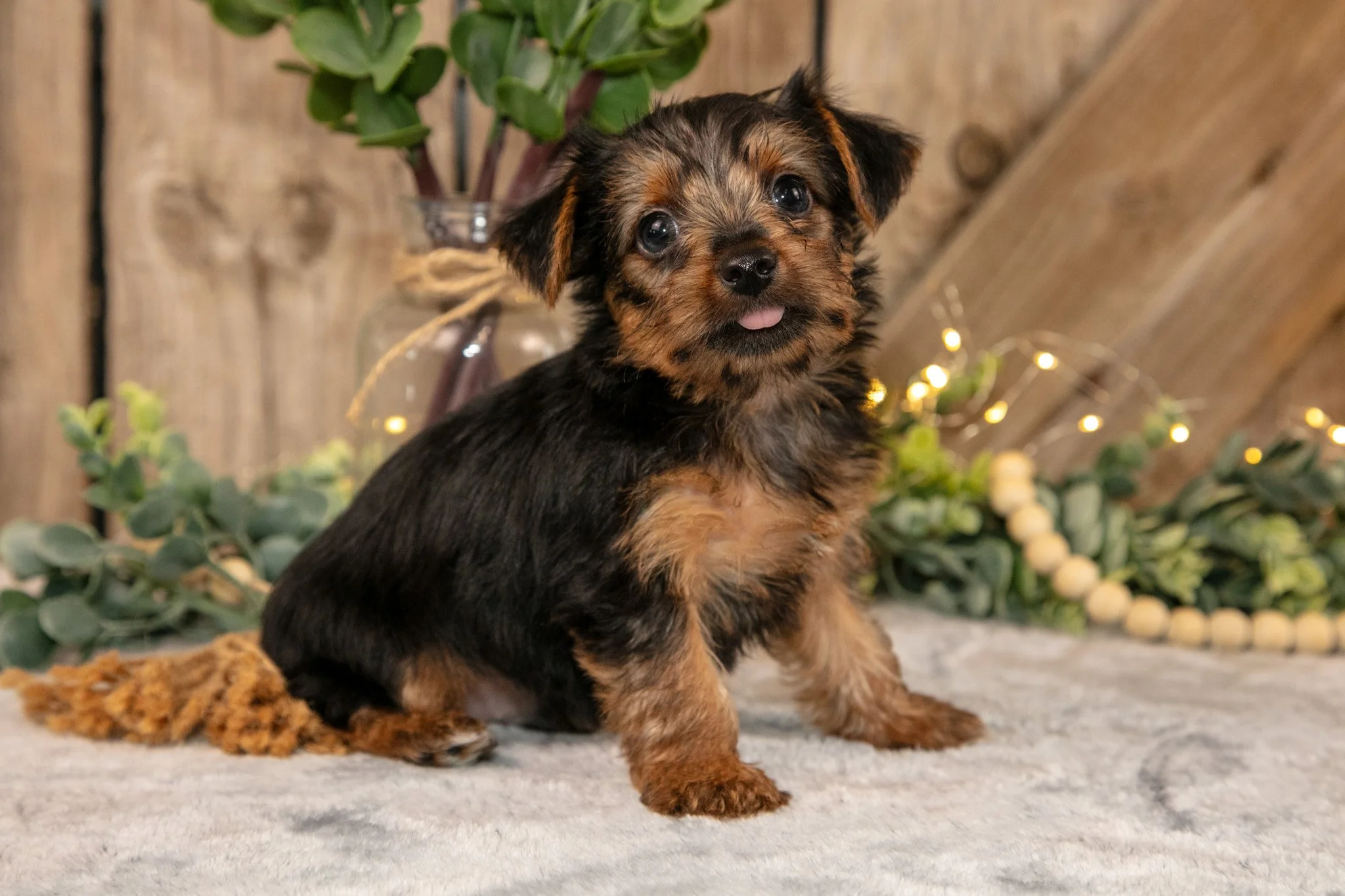 Dudley - $700