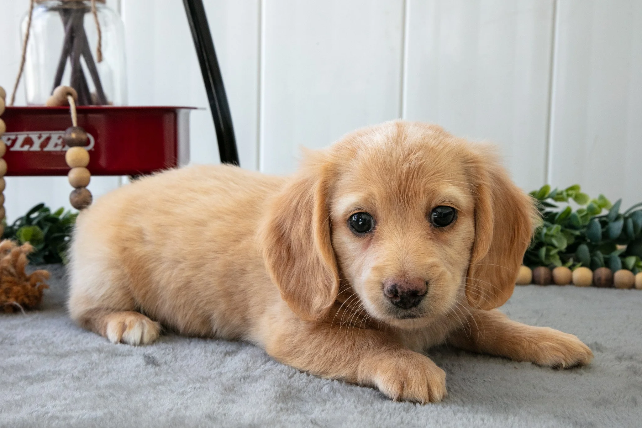 Muffin - $1,800