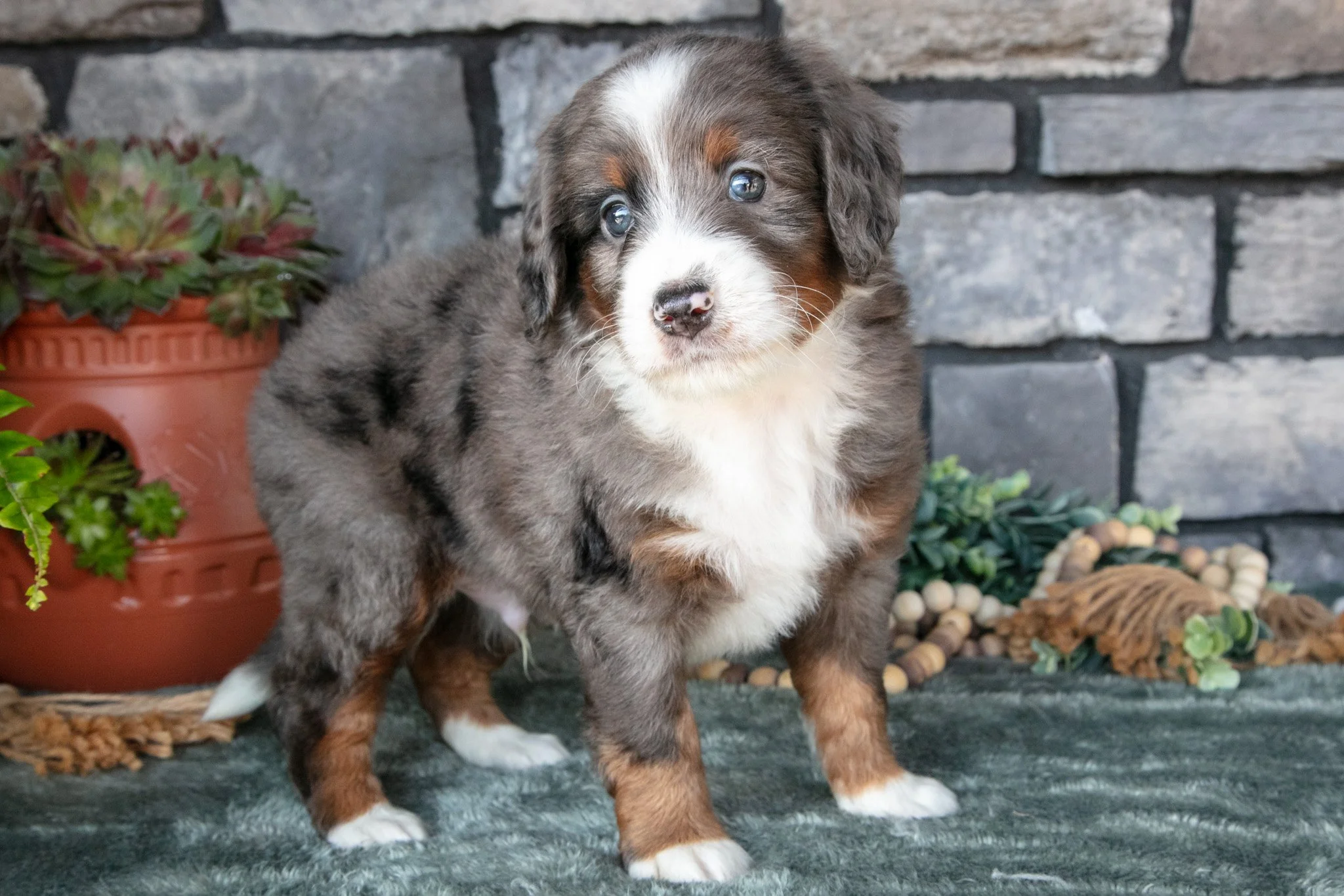 Fletcher - $1,300