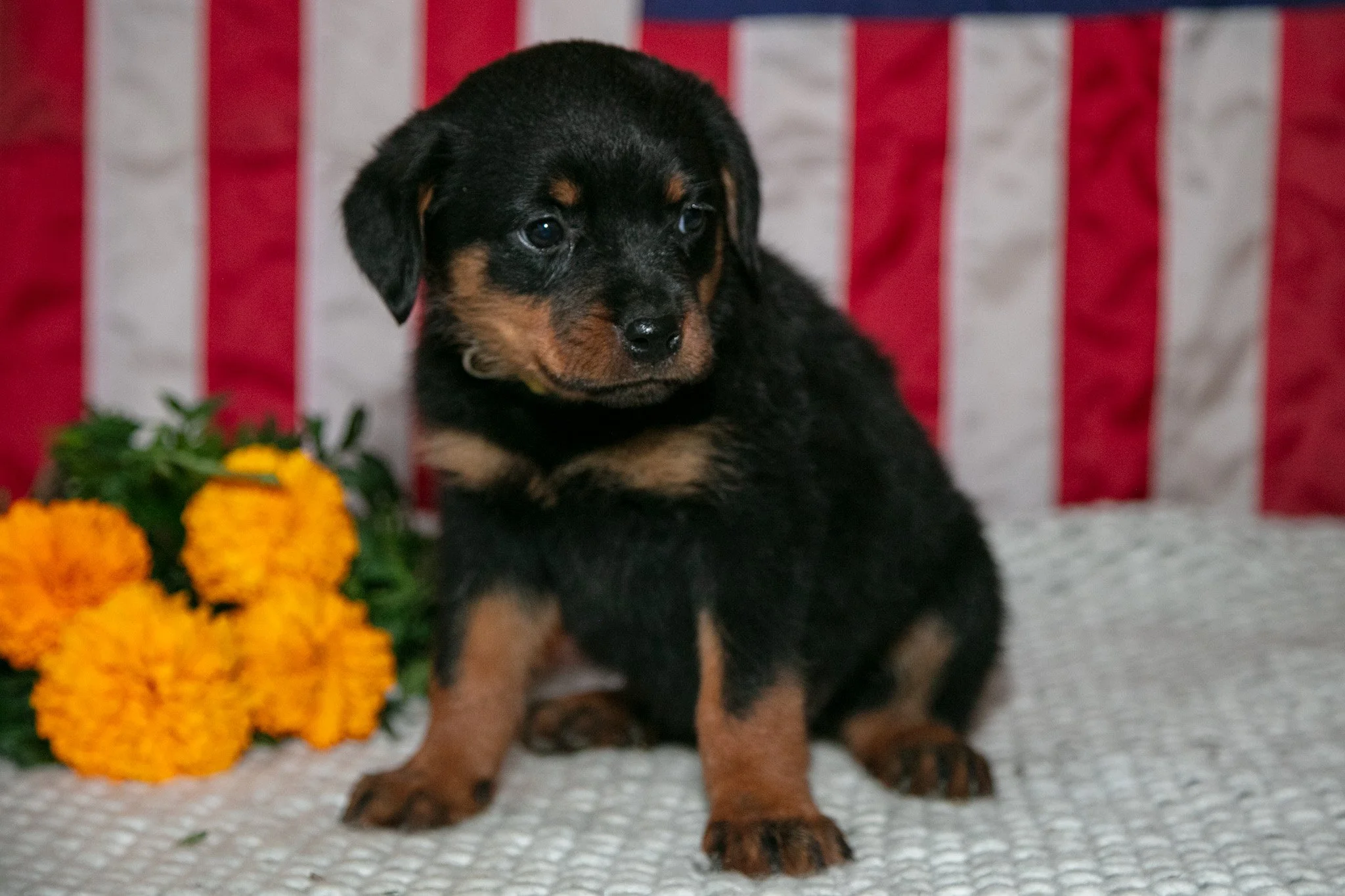 Tippy - $750