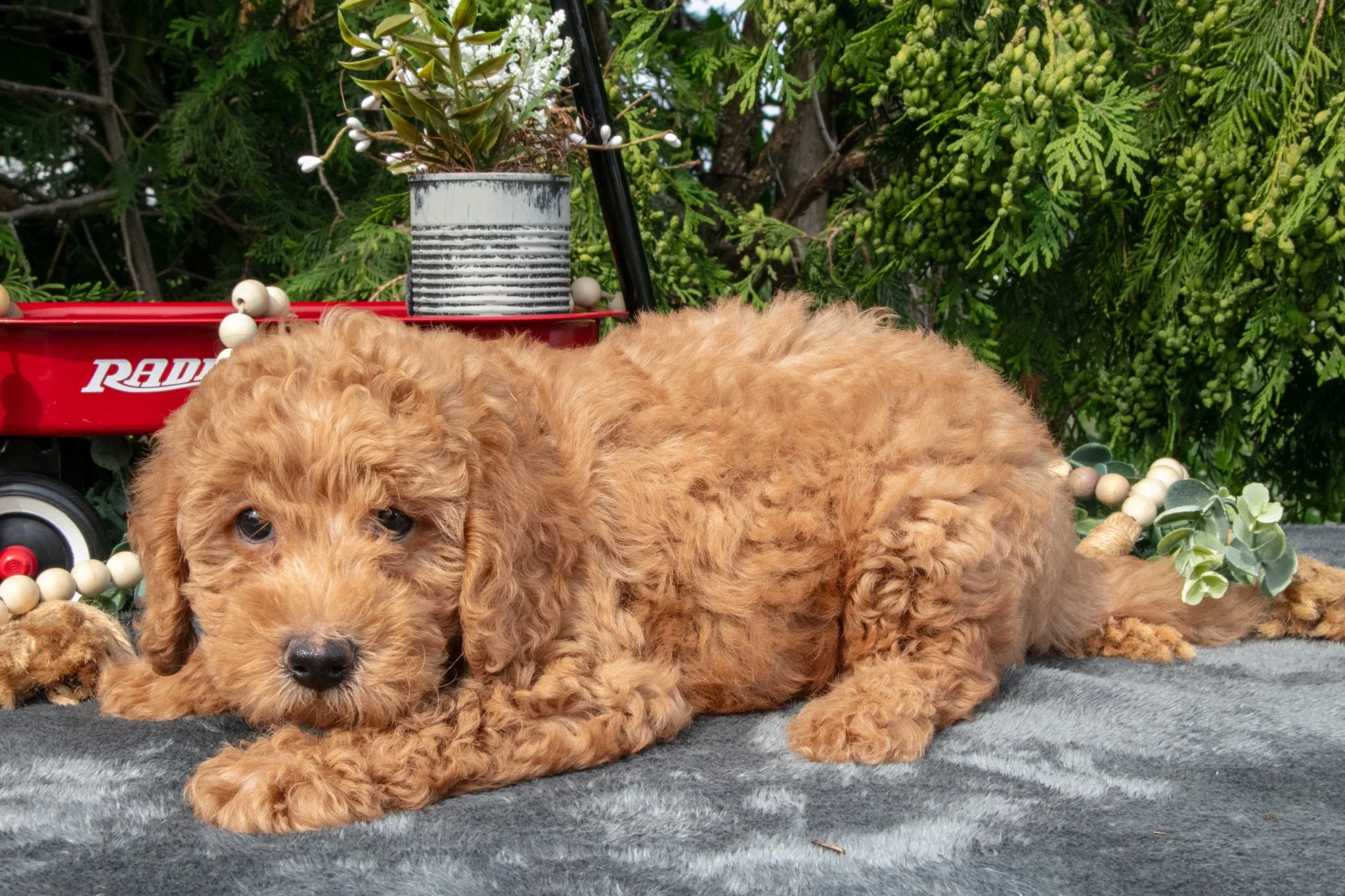 Bandit - $550