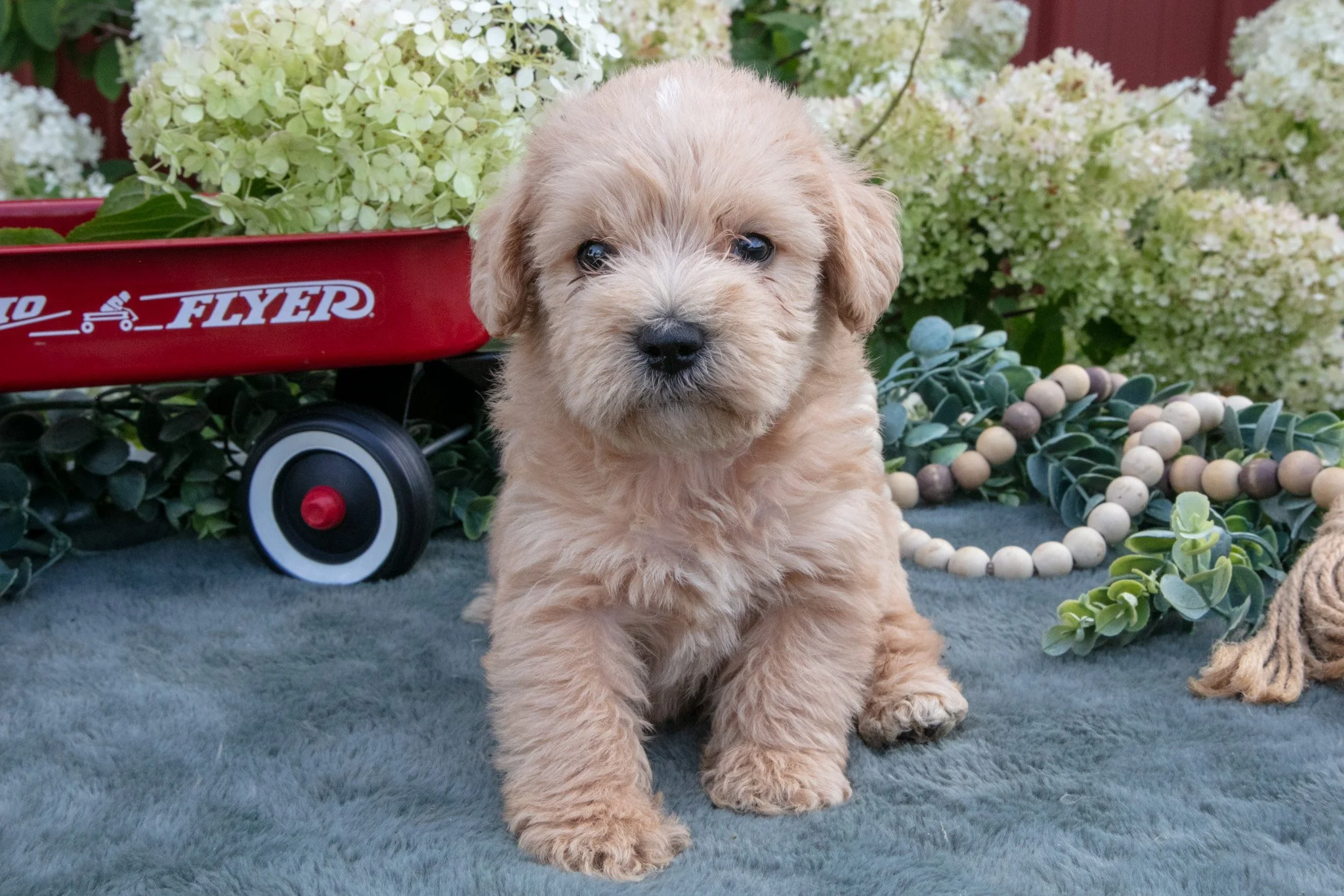 Houdini  - $950