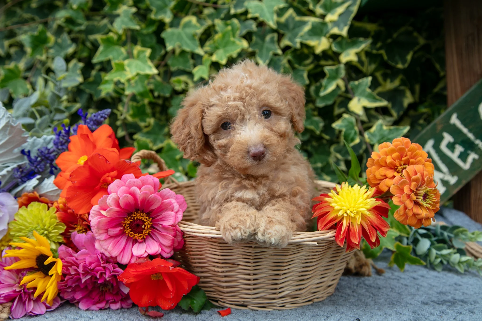 Brownie - $775