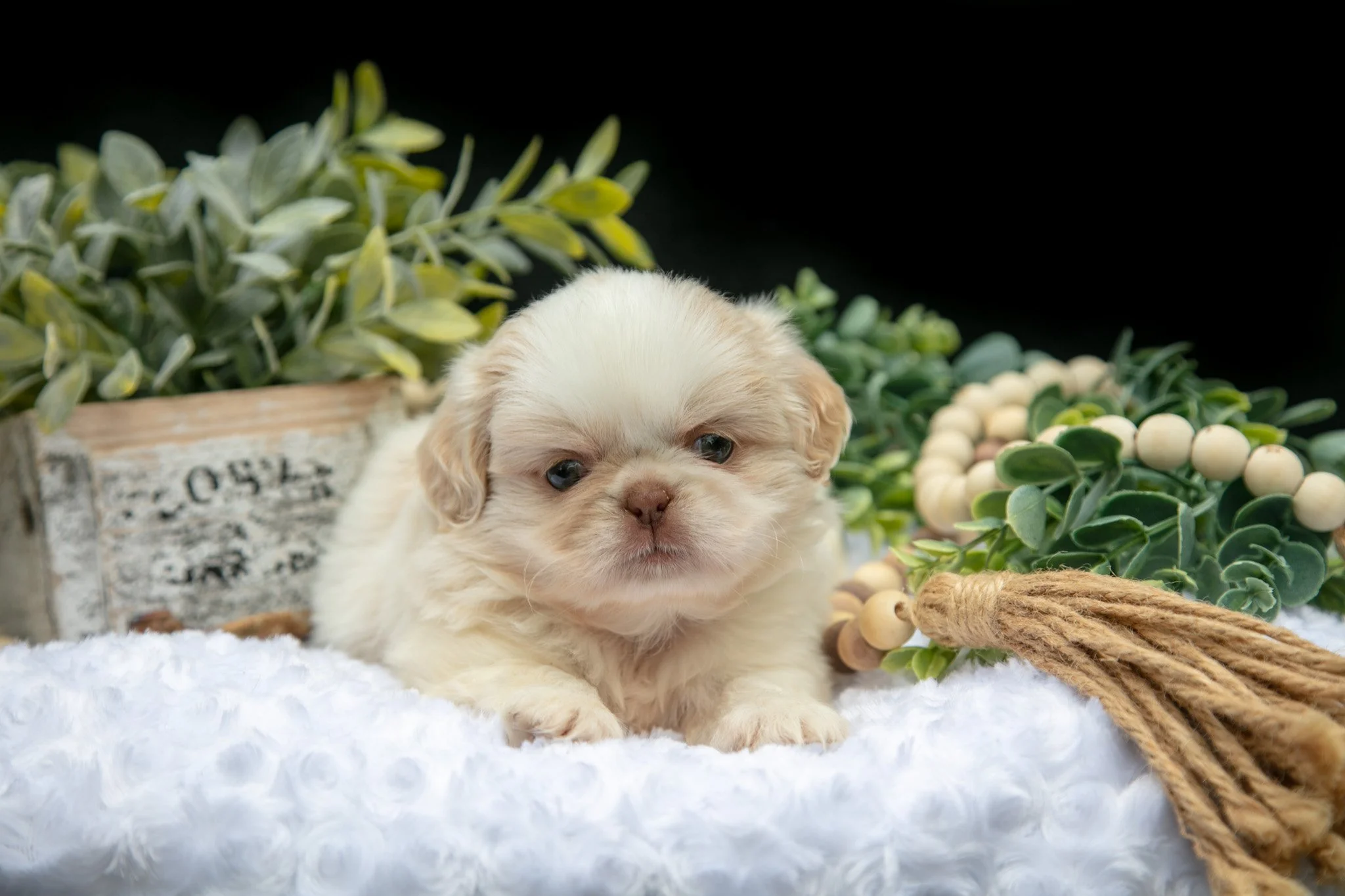 Taffy - $900