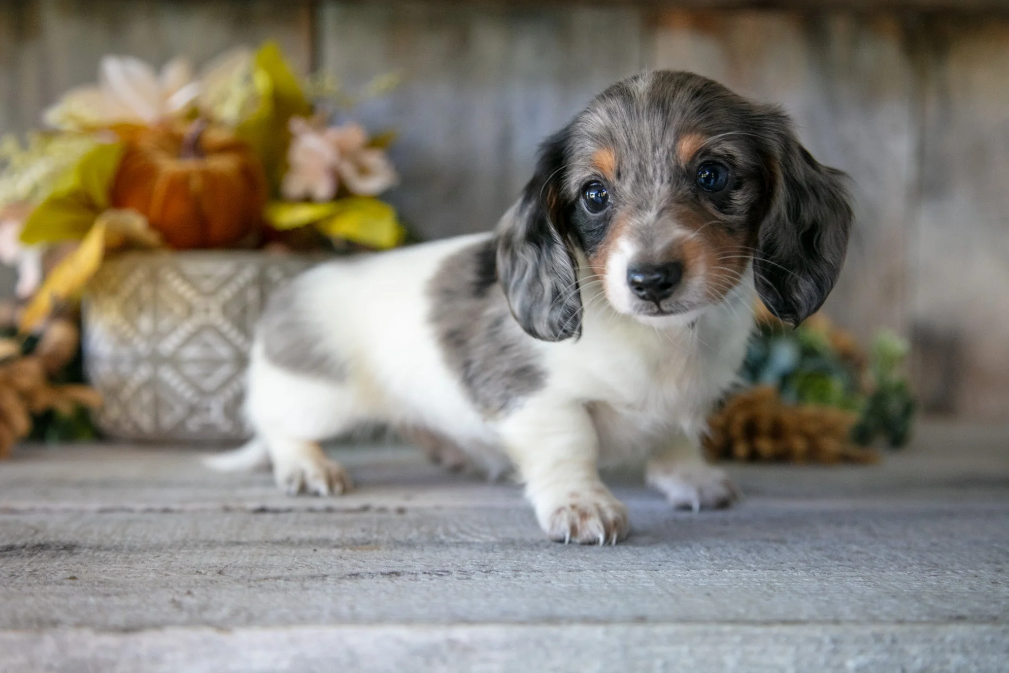 Delilah - $1,500