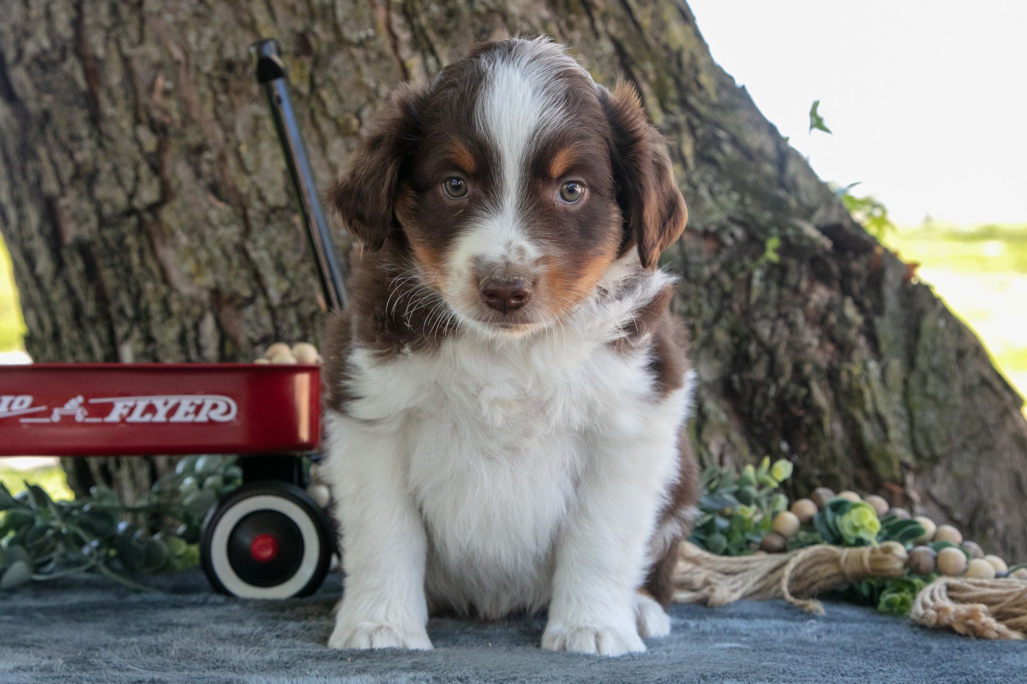 Buster - $750