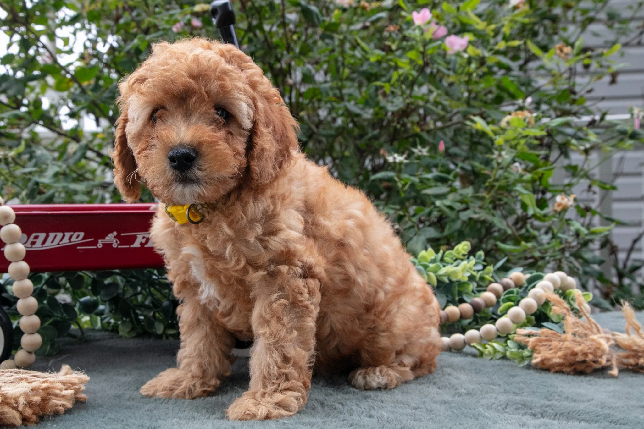 Kipper - $495
