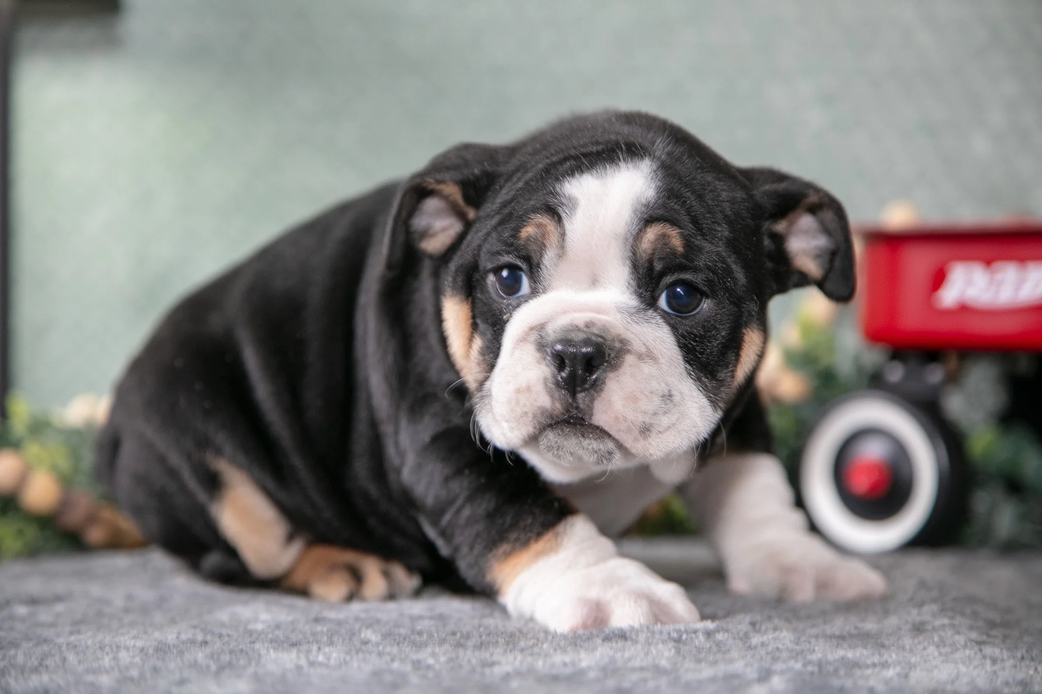 Tyson - $1,200