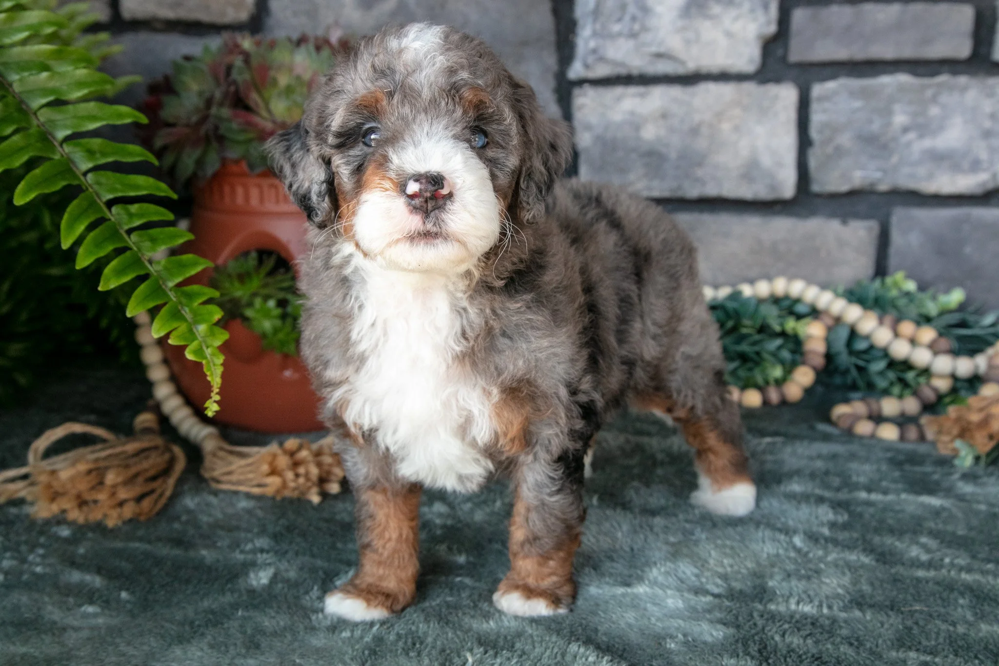 Florence - $1,300