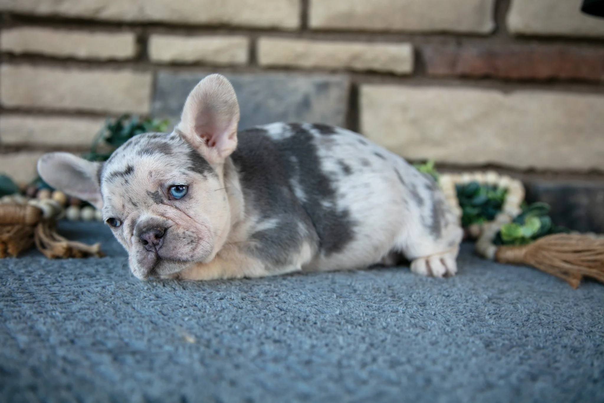 Rosie - $1,800