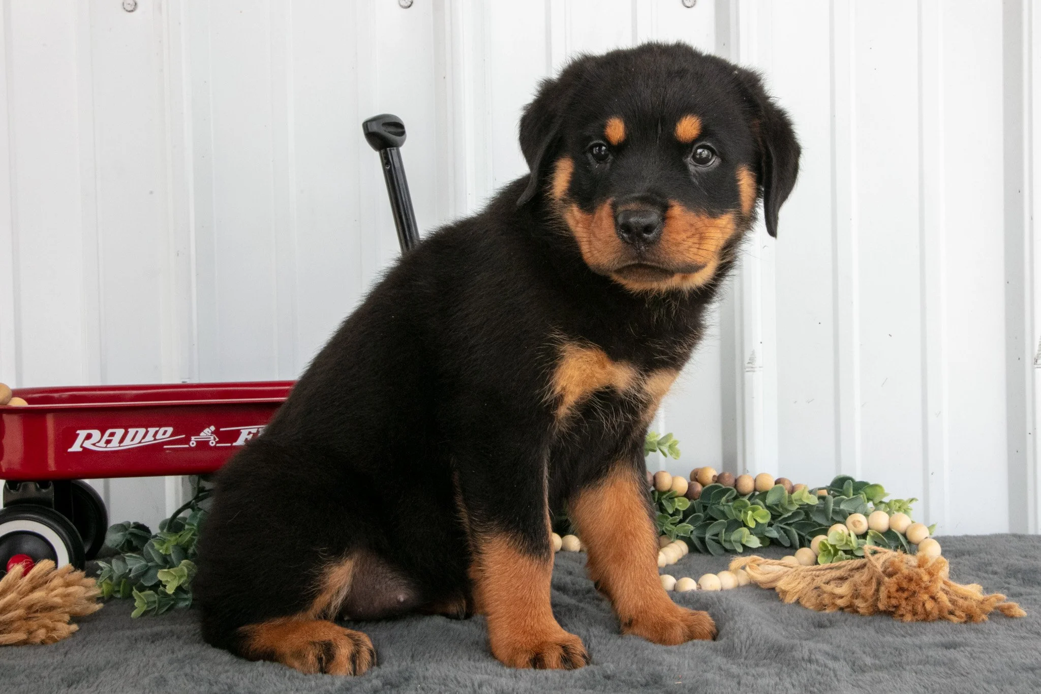 Sally - $800