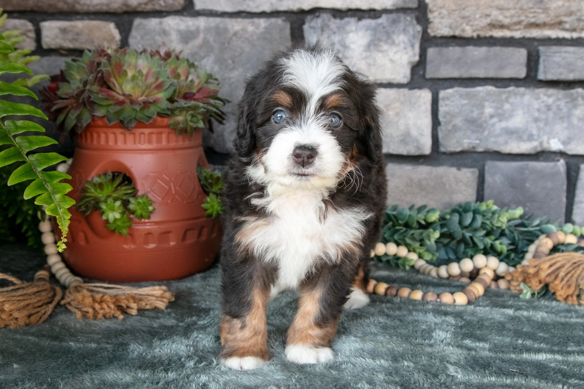 Fiona - $1,300