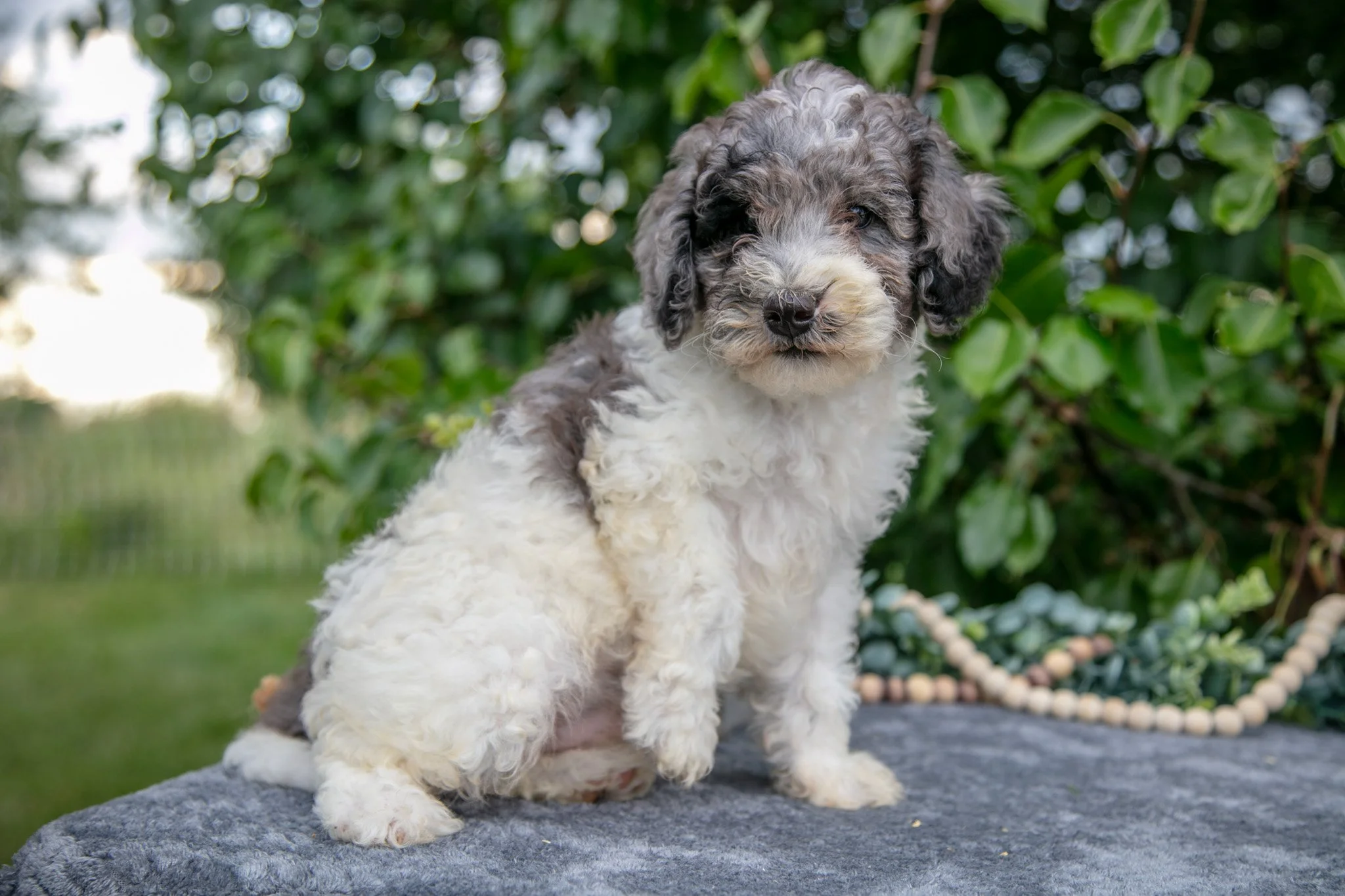 Knox - $750
