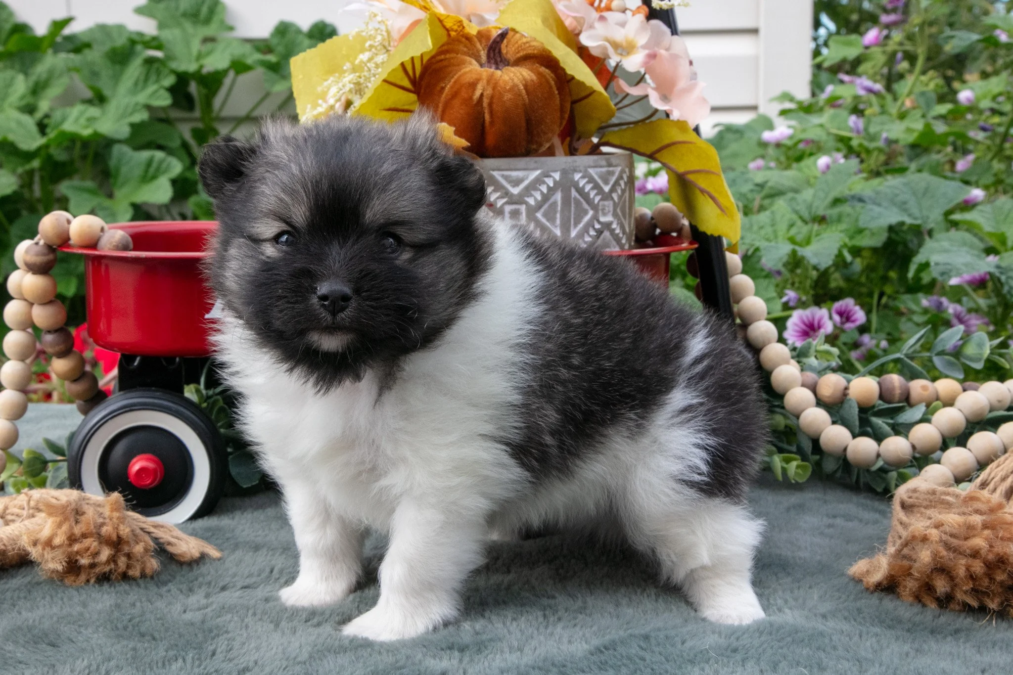 Tucker - $900
