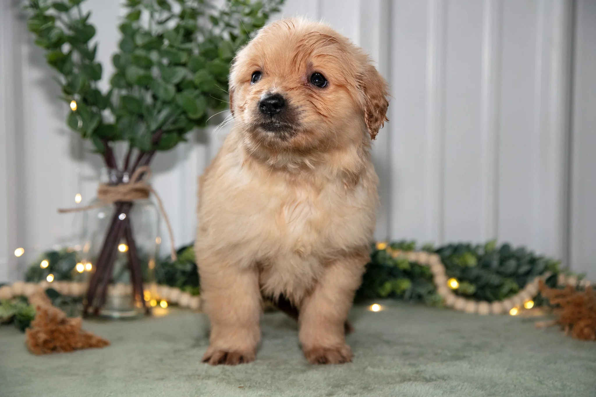 Holly - $650