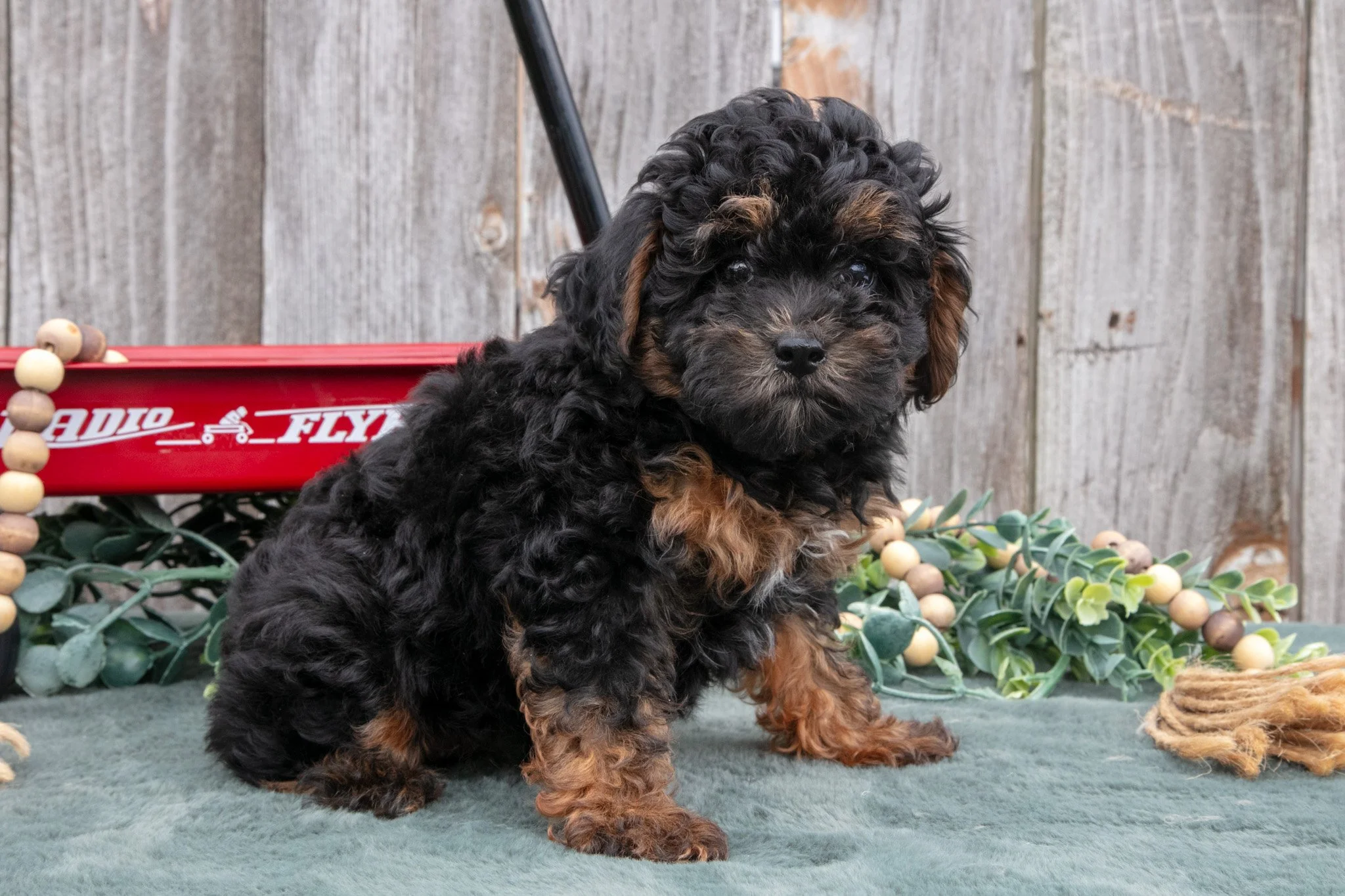 Princess - $1,000