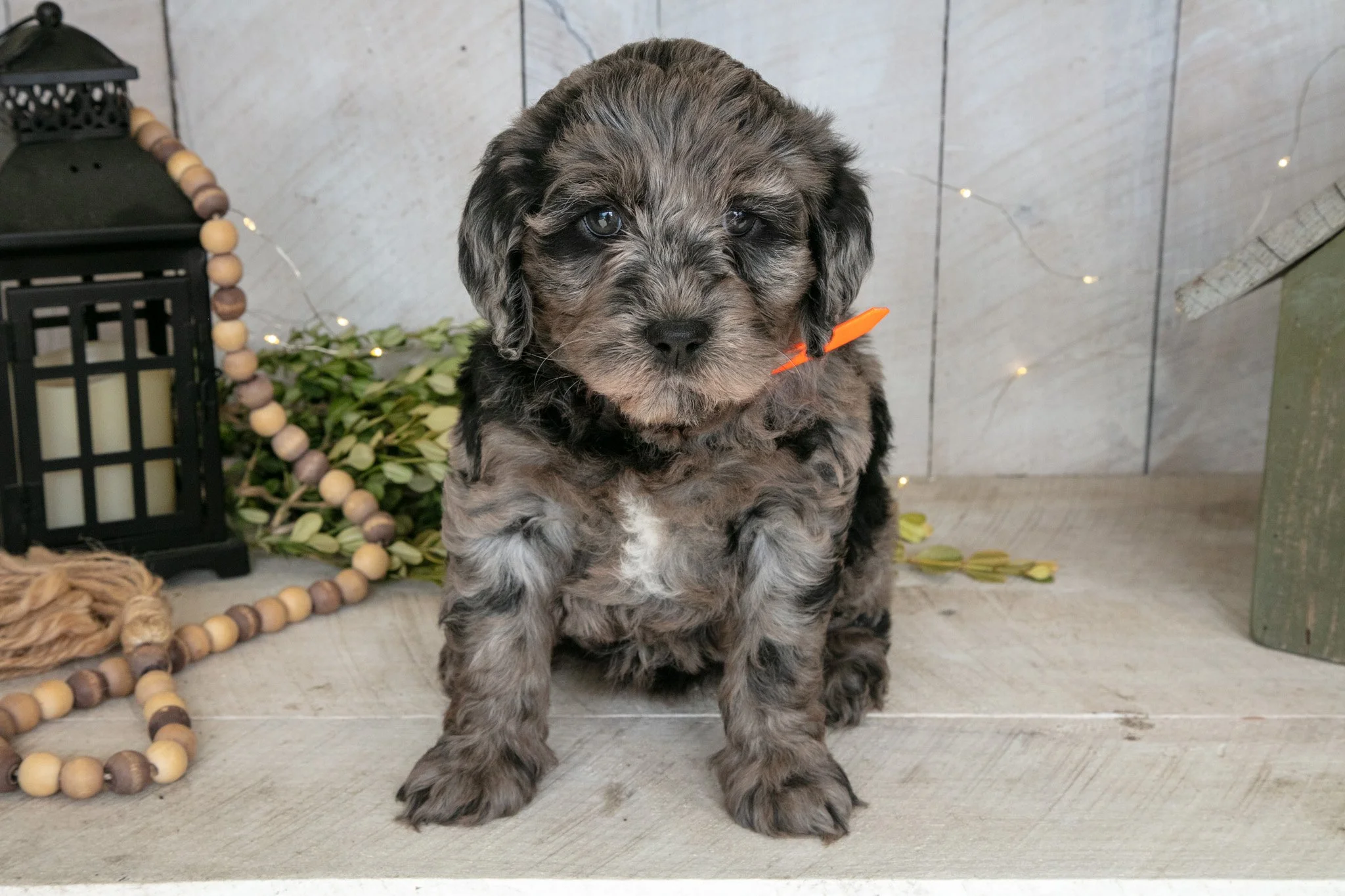 Callie - $900