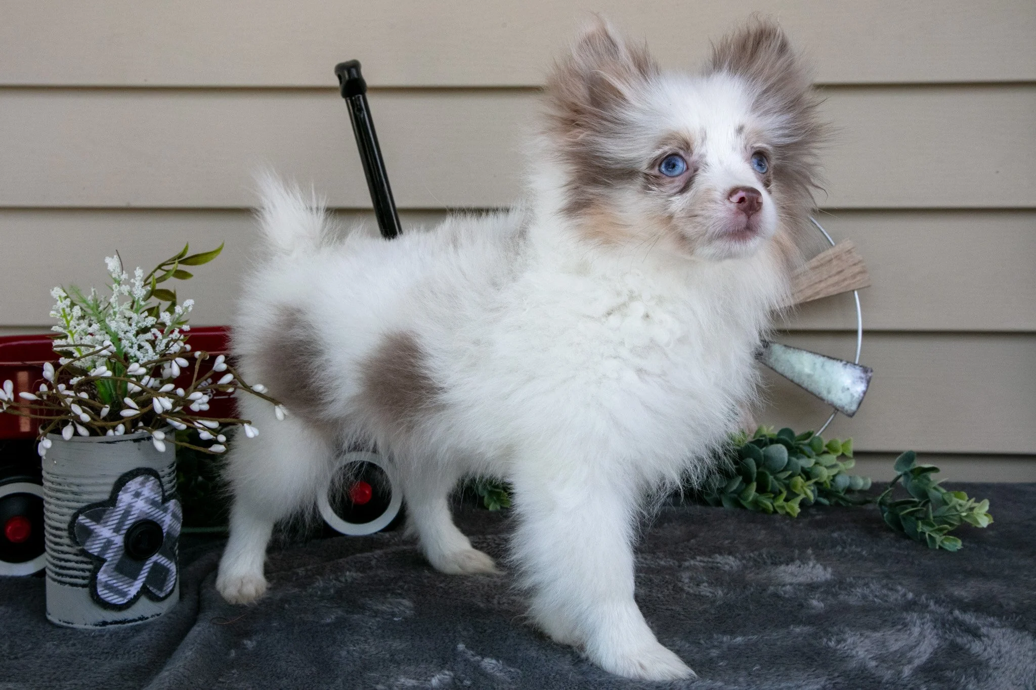 Ivy - $500