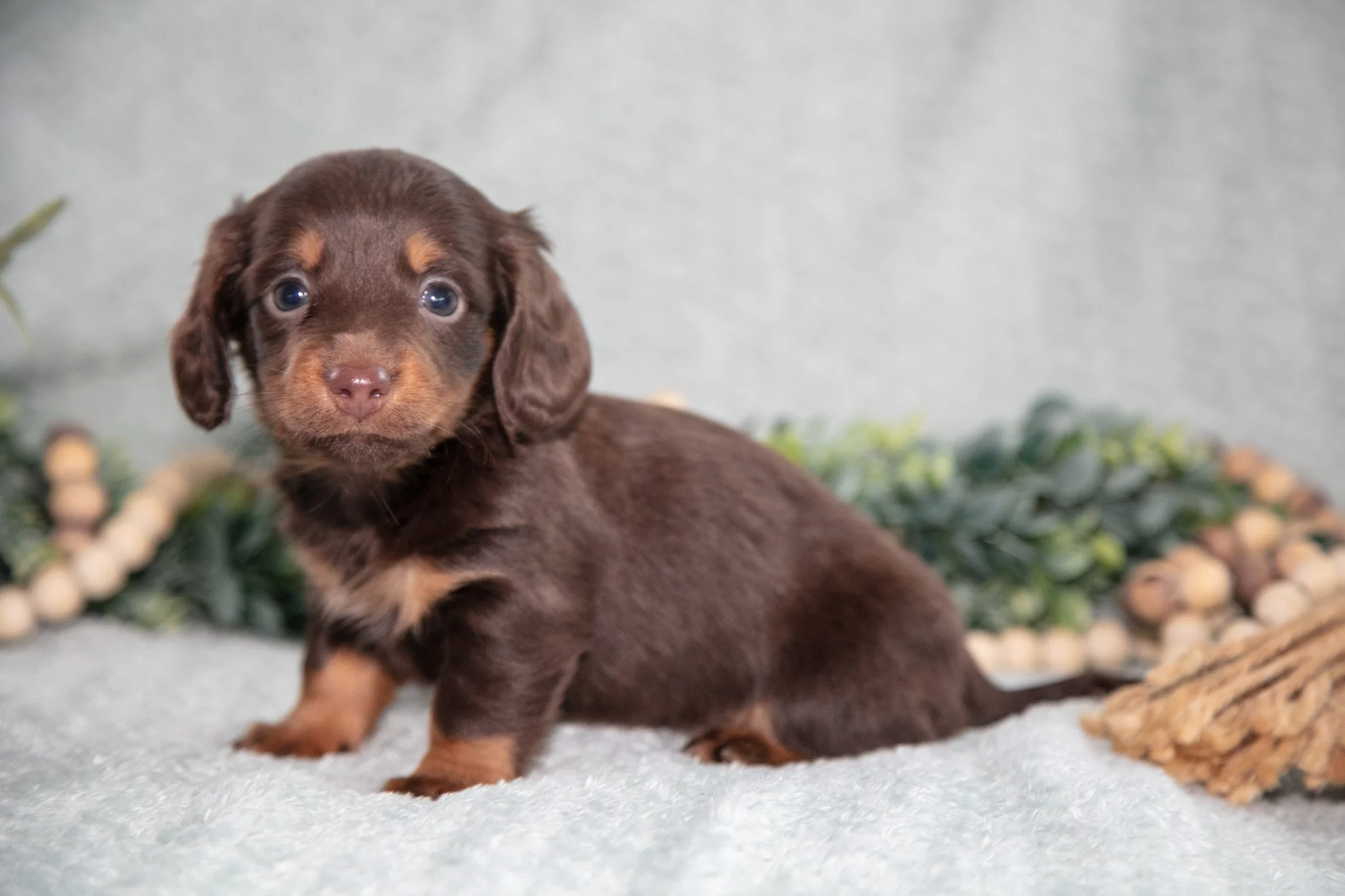 Kimmy - $1200