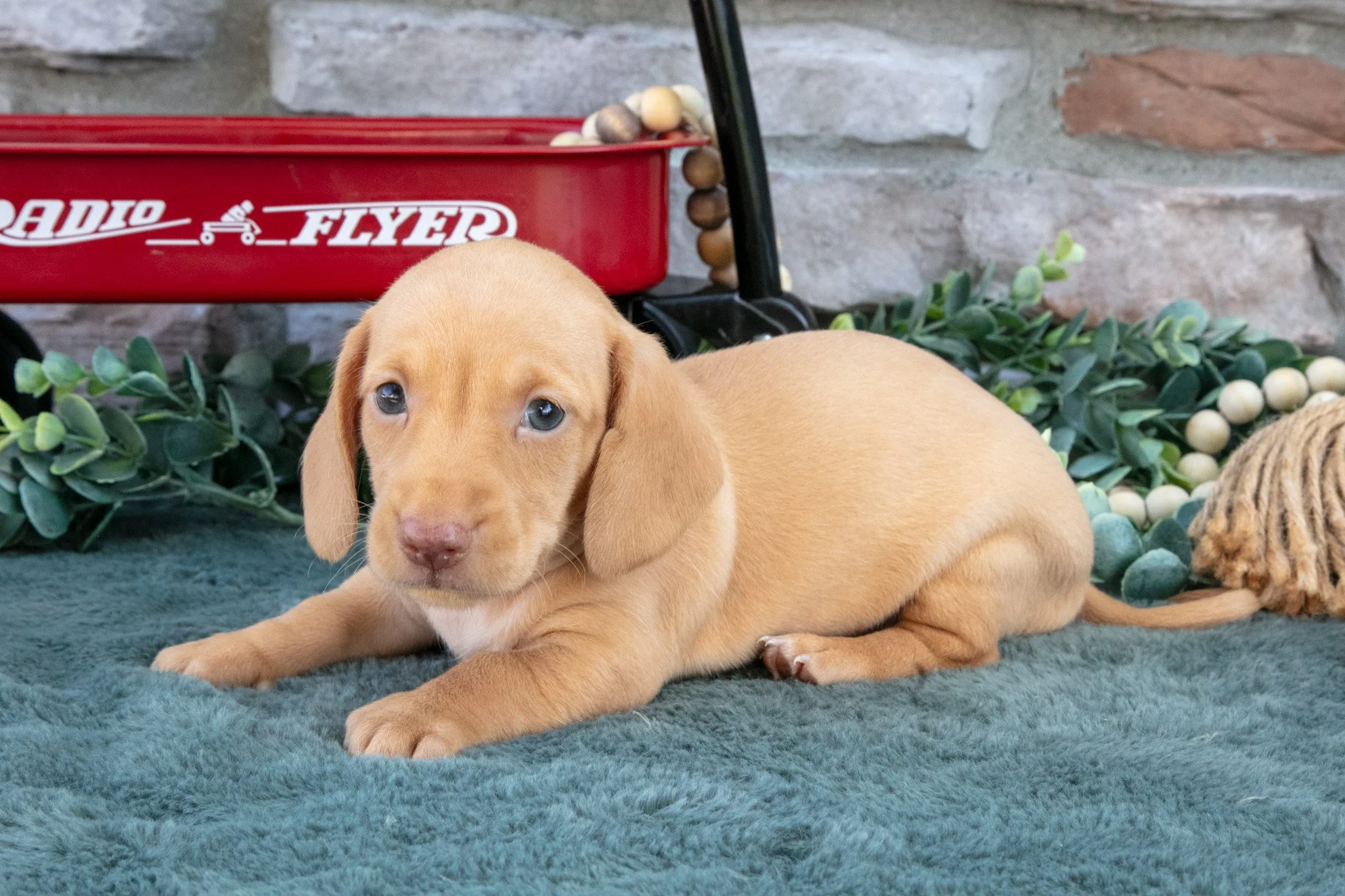 Jase - $1,000
