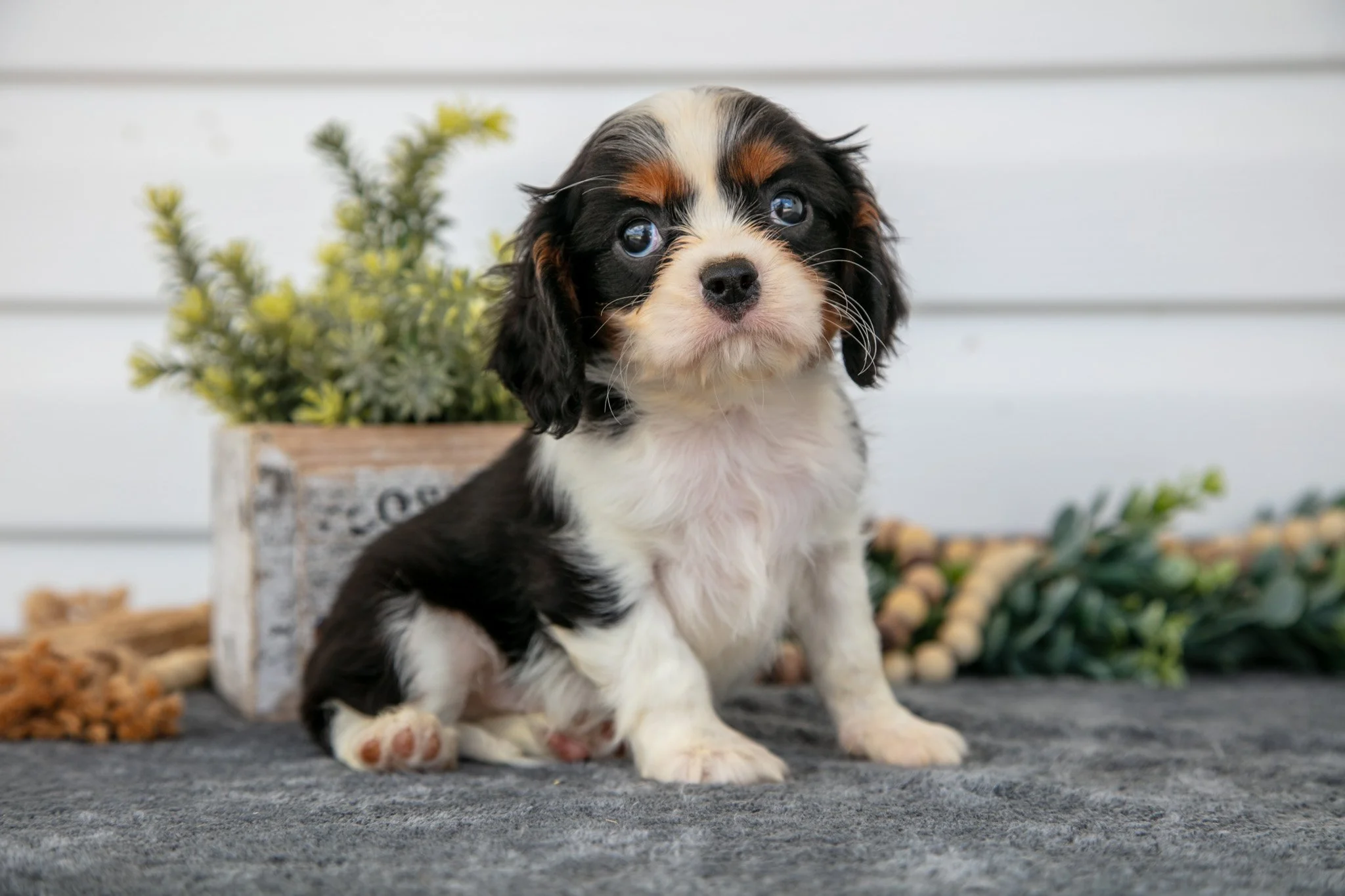 Luca - $650