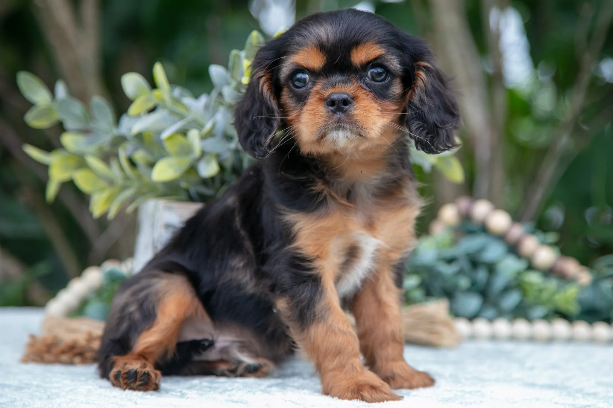 Frankie - Sold