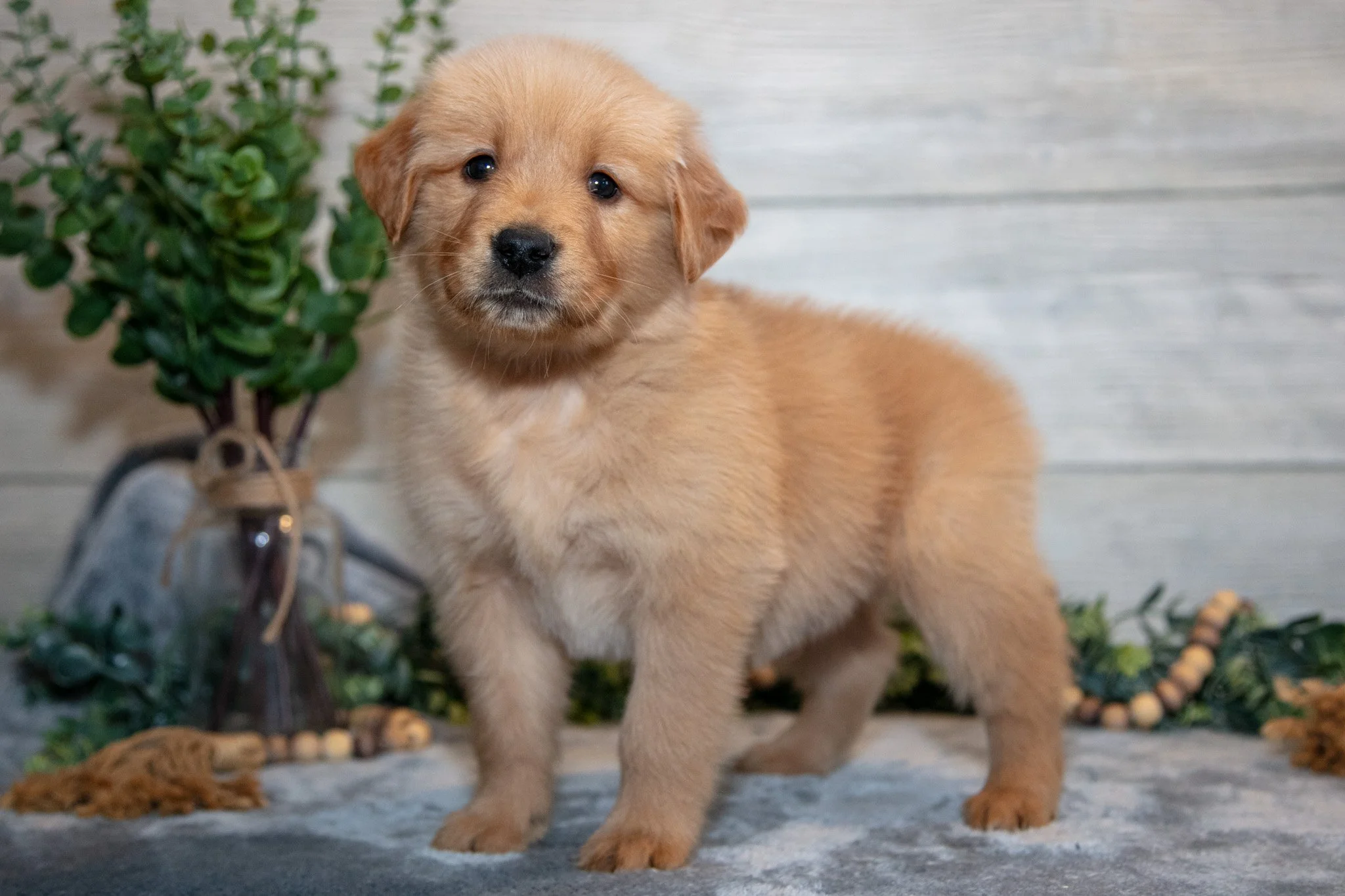 Ralphie - Sold