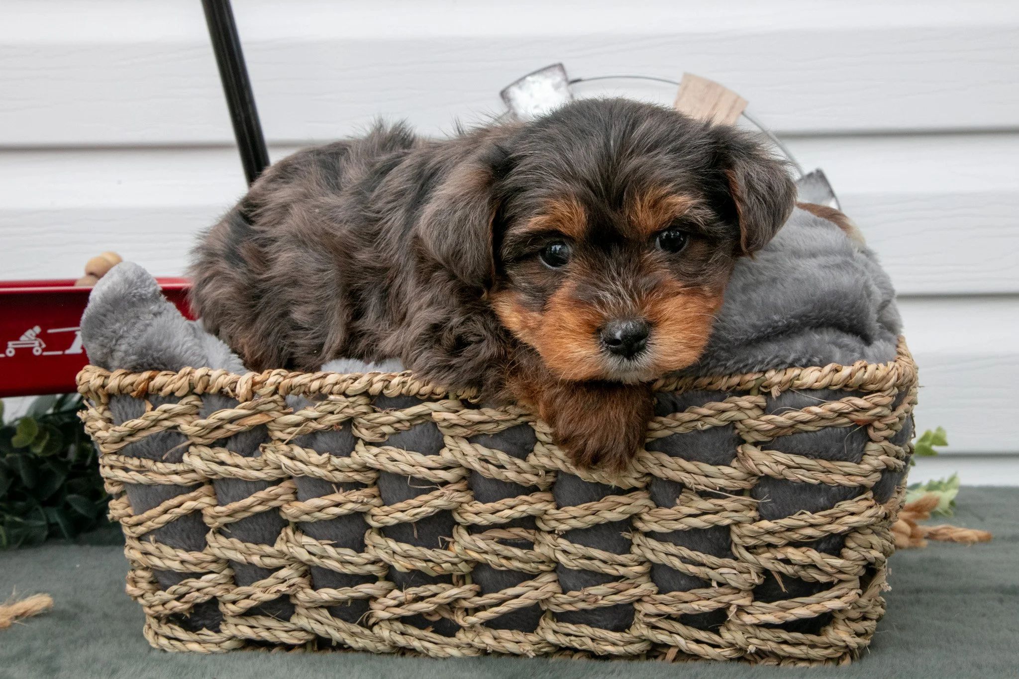 Tobin - $800