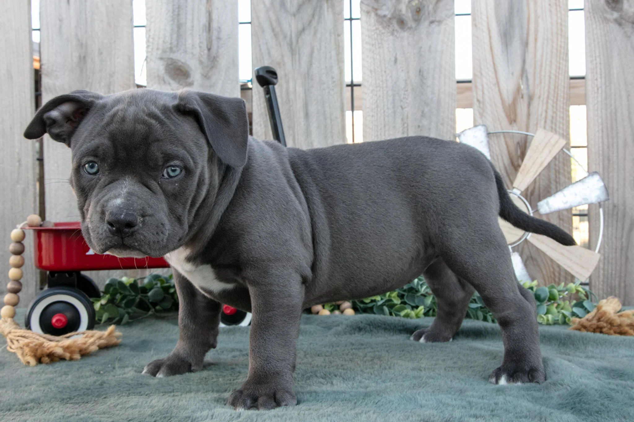 Bella - $1,650