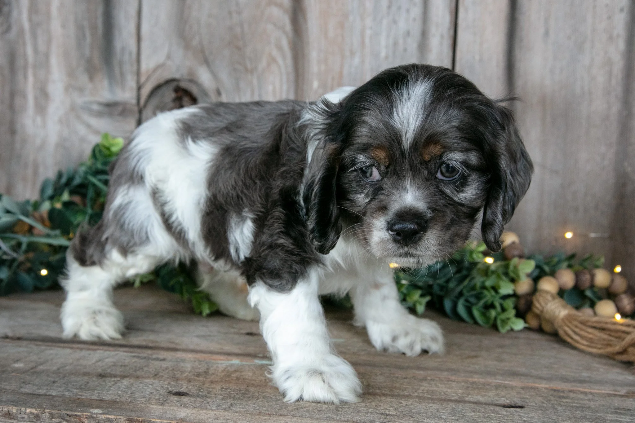 Monty - $550