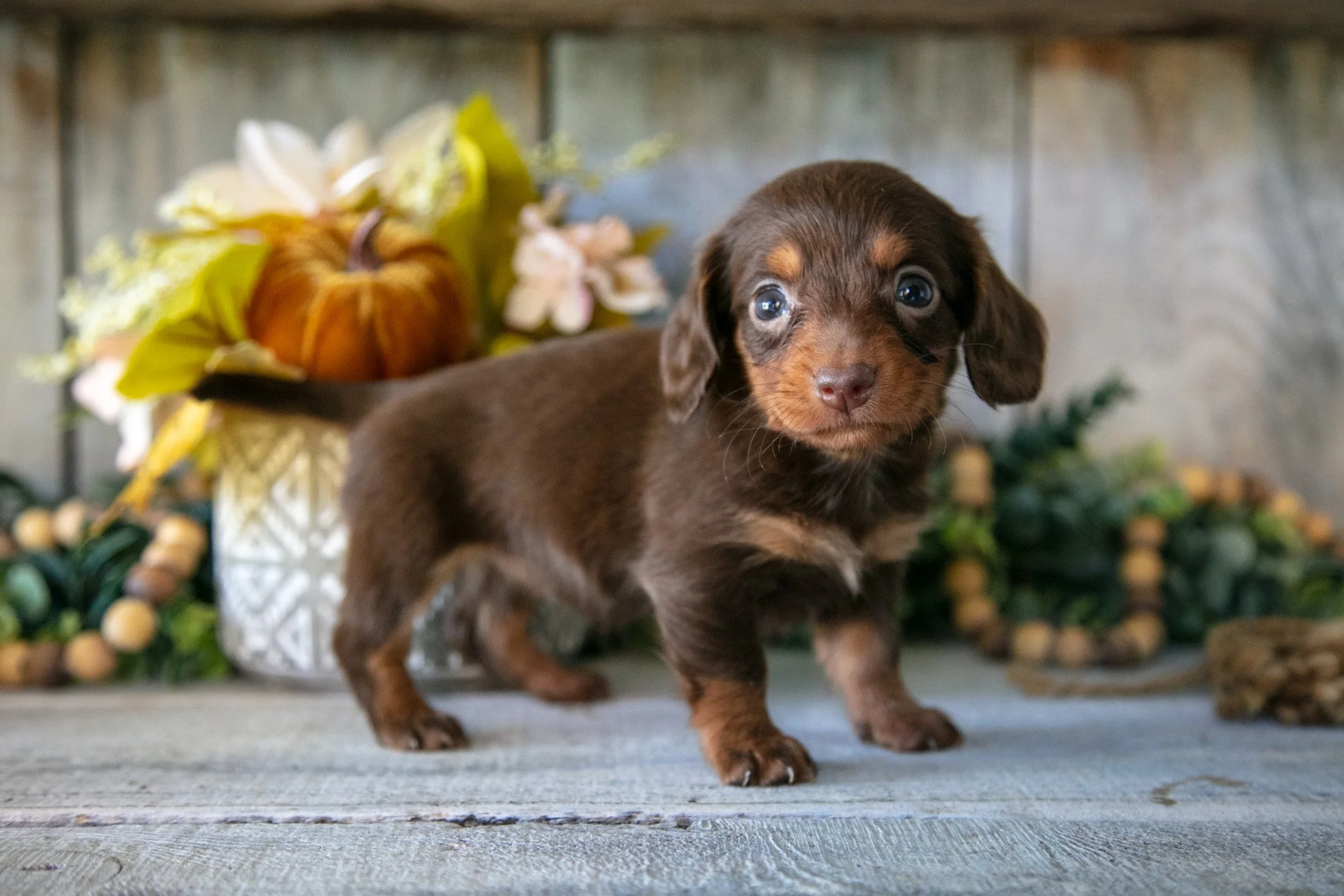 Stormi - $1,500