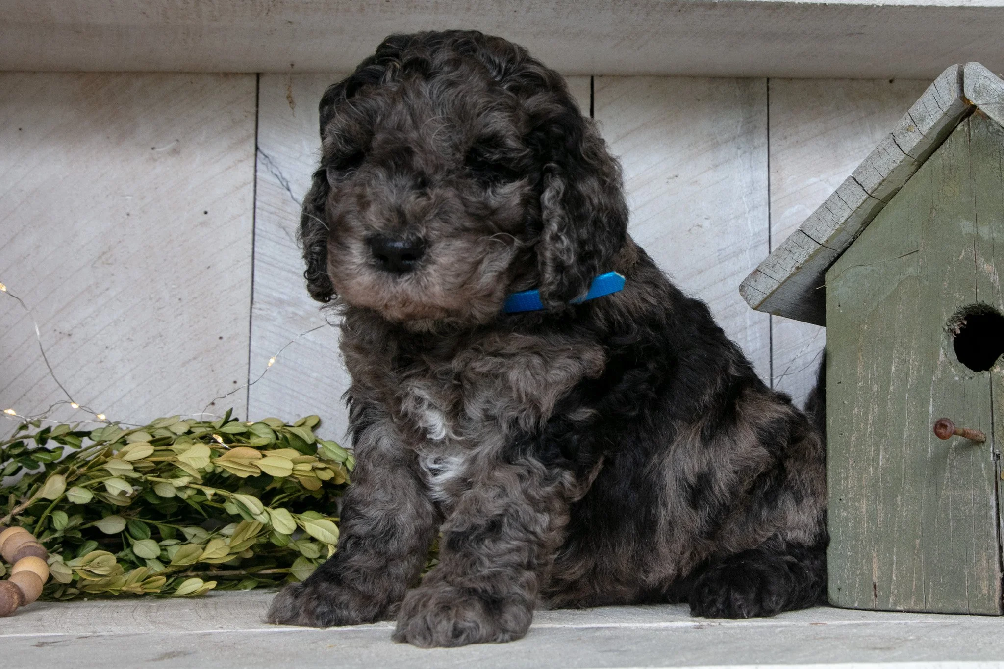 Toby - $900