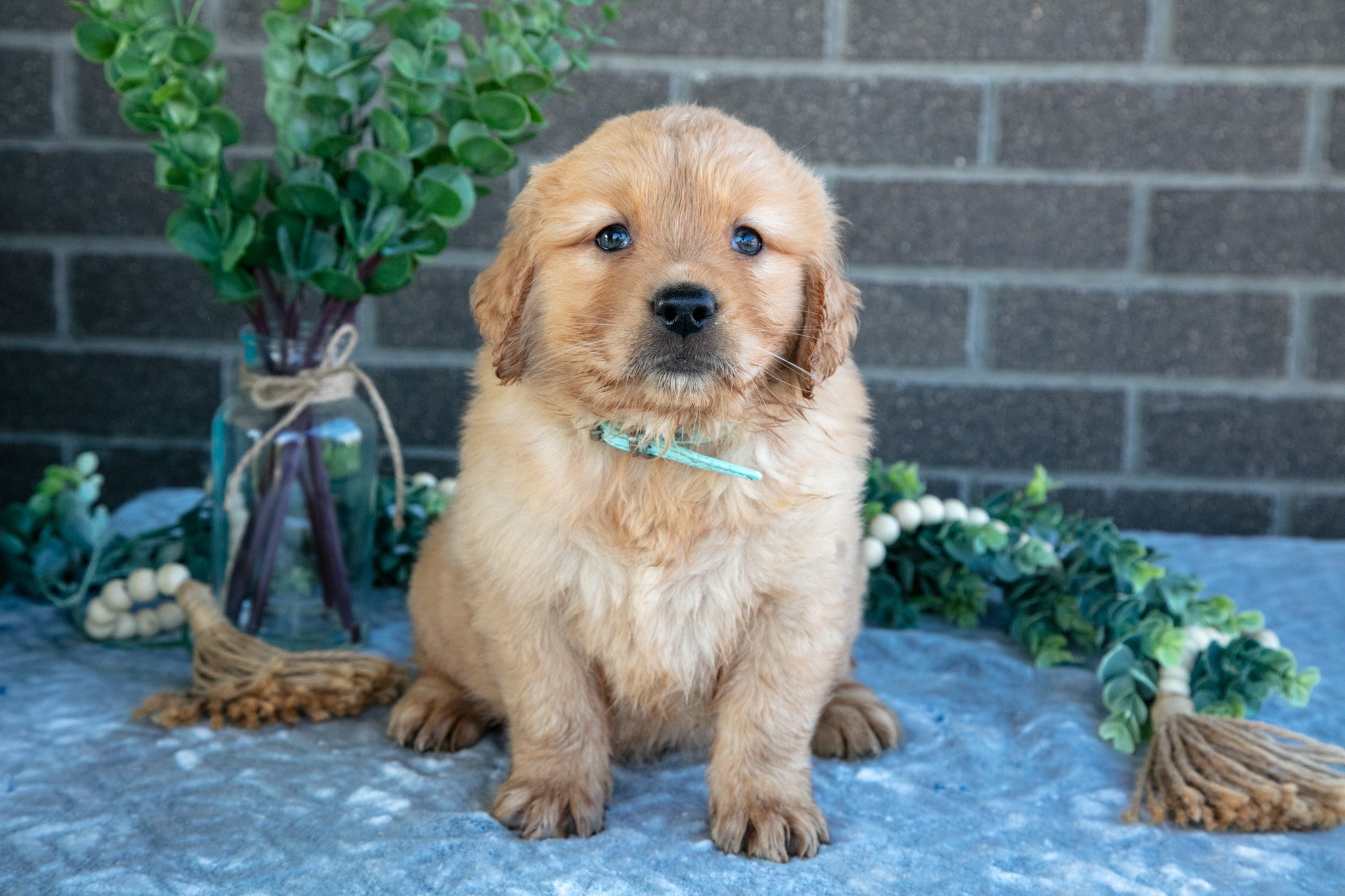Pibby - $675