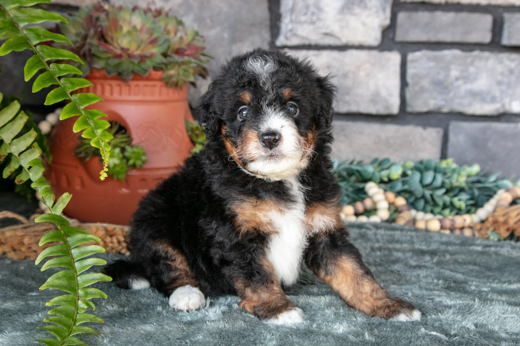 Felicity - $1,300