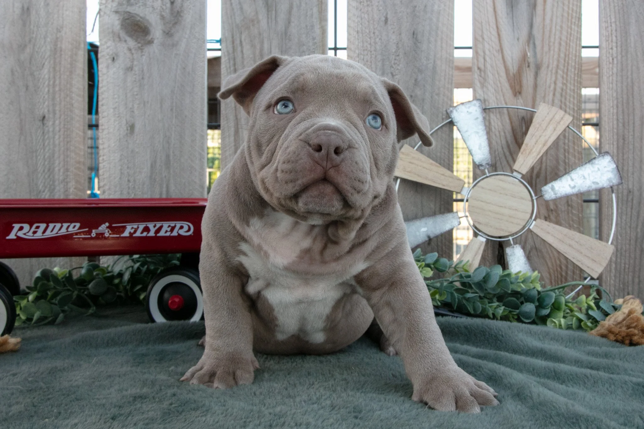 Dexter - $1,650