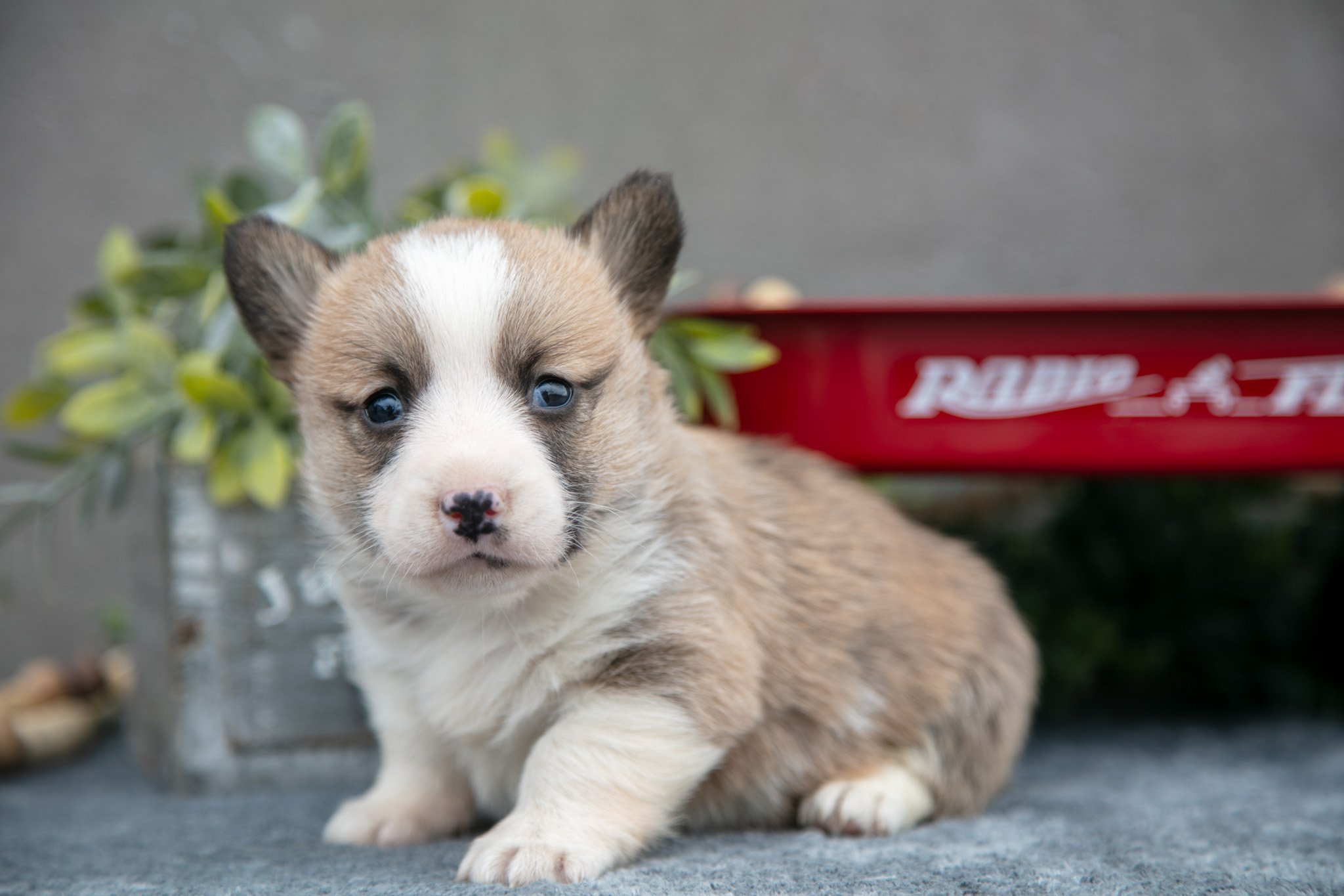 Snicker - $695